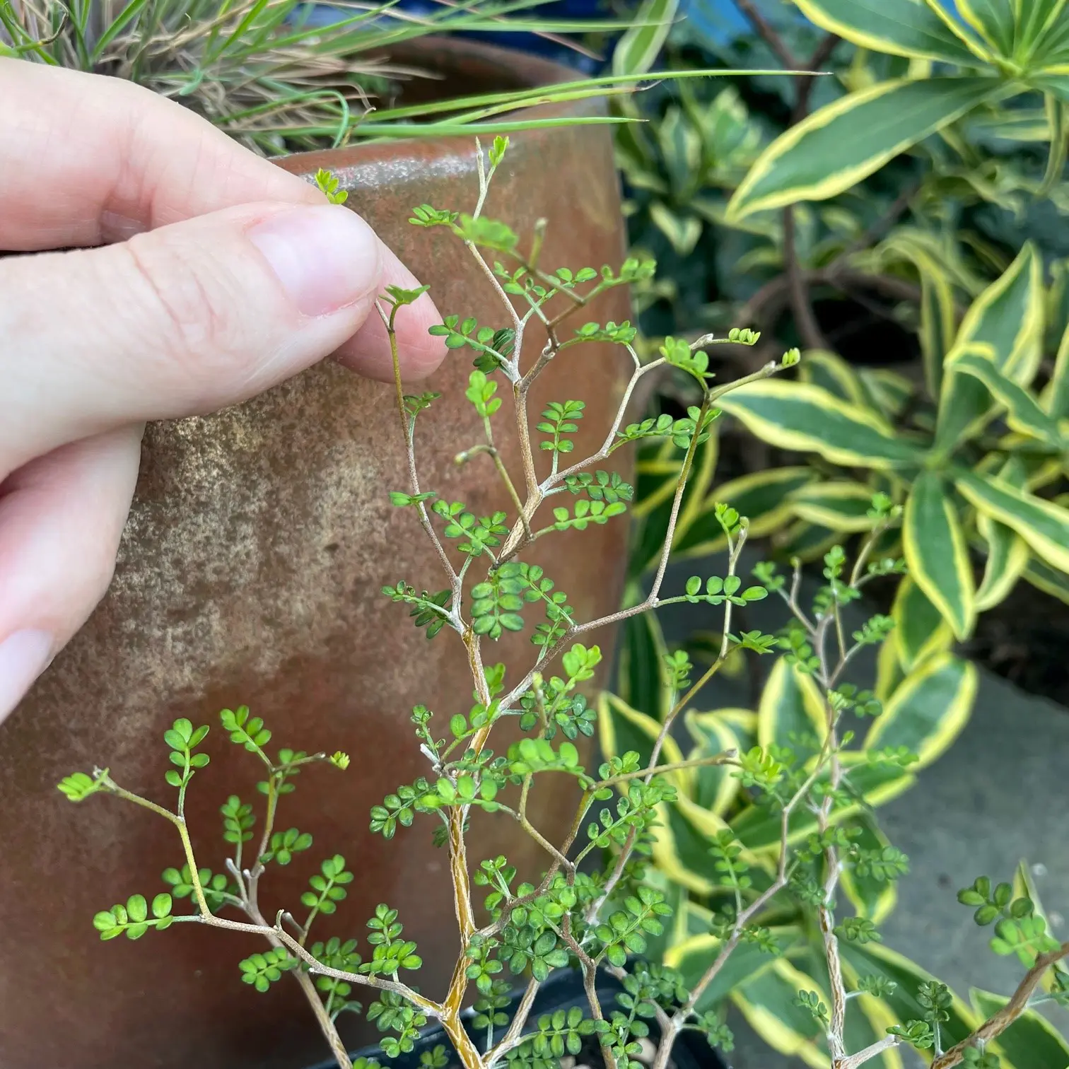 Sophora prostrata 'Little Baby' - Dwarf Kowhai (4.5" Pot) | Little Prince  of Oregon Nursery