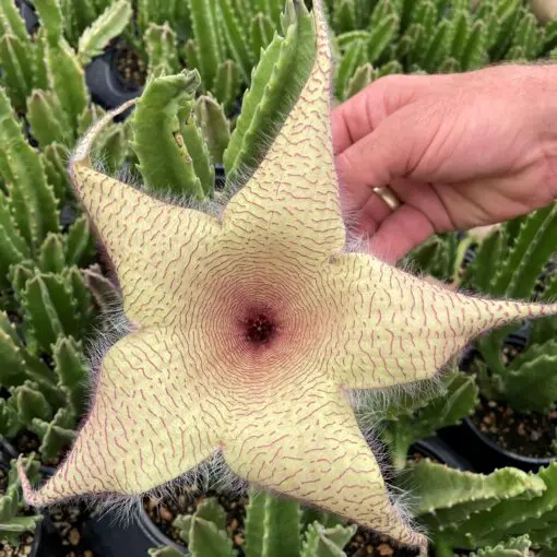 Stapelia gigantea – Zulu Giant, Carrion Flower - Buy Now!