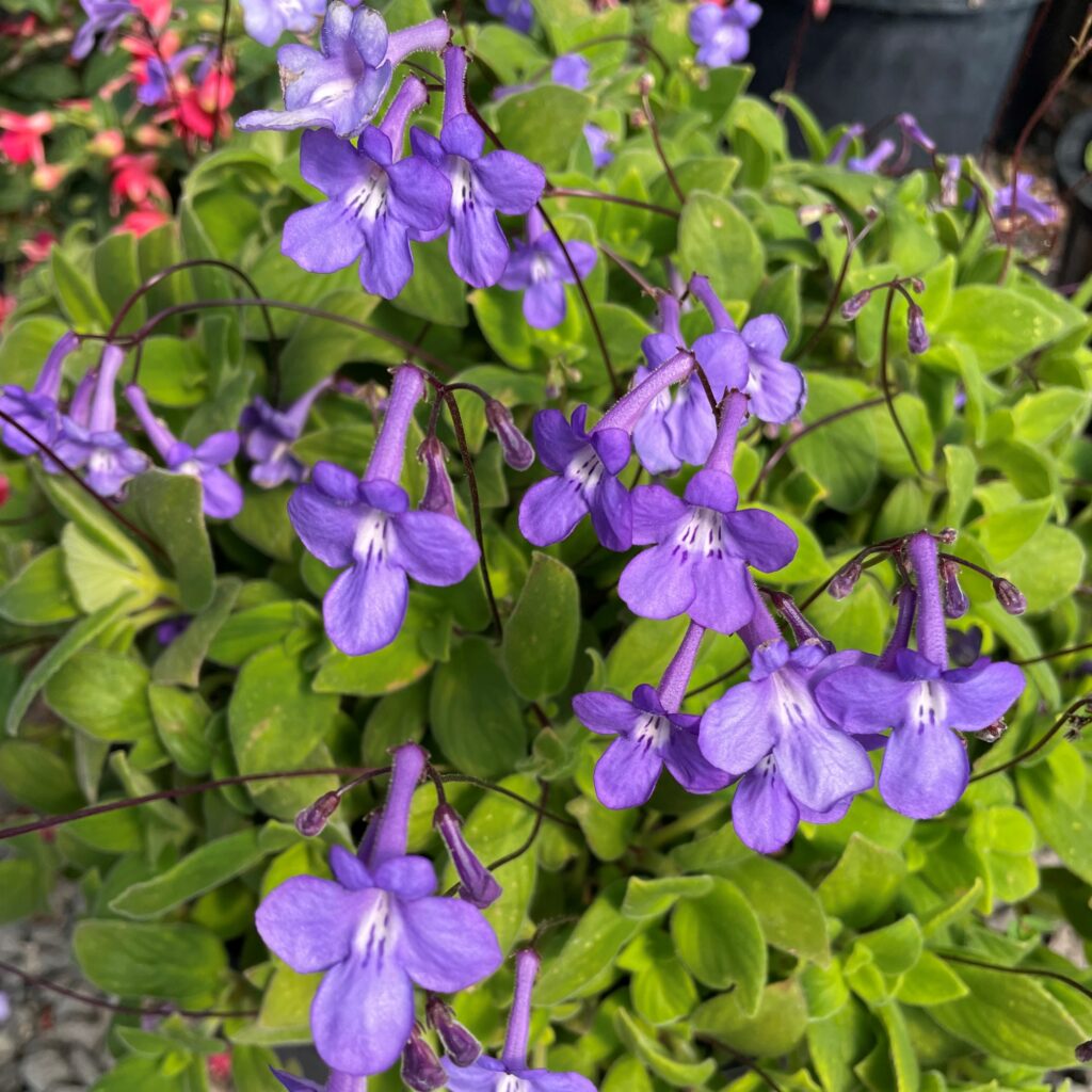 Streptocarpella 'Concord Blue' - Cape Primrose (4.5