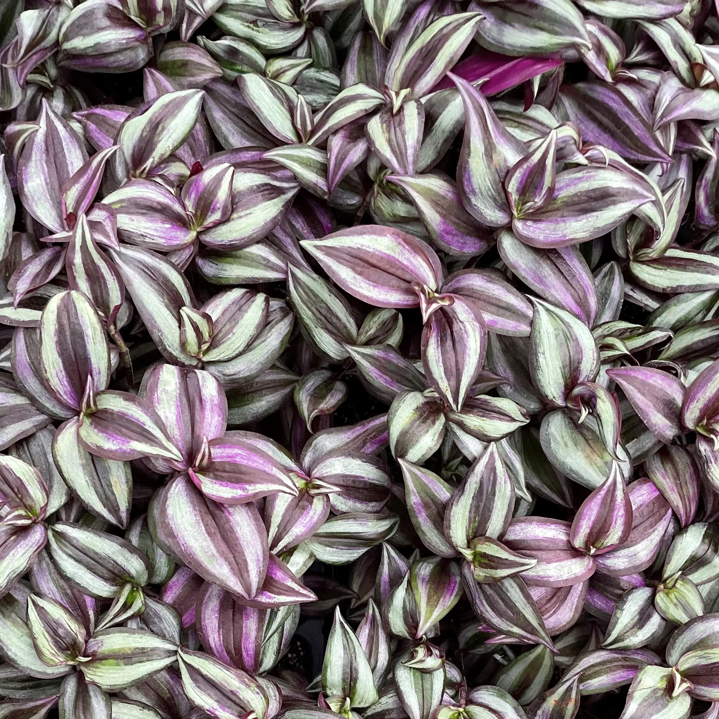 keimzeit saatgut tomaten Saatgut Kirschtomate Sweet Baby - Solanum lycopersicum sweet baby main image 1