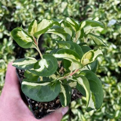 Vinca 'Wojo's Gem' - Greater Periwinkle (3.5" Pot)