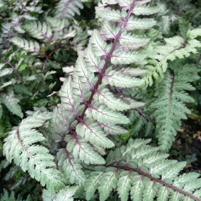 Athyrium niponicum 'Pictum' - Japanese Painted Fern (3.5" Pot)