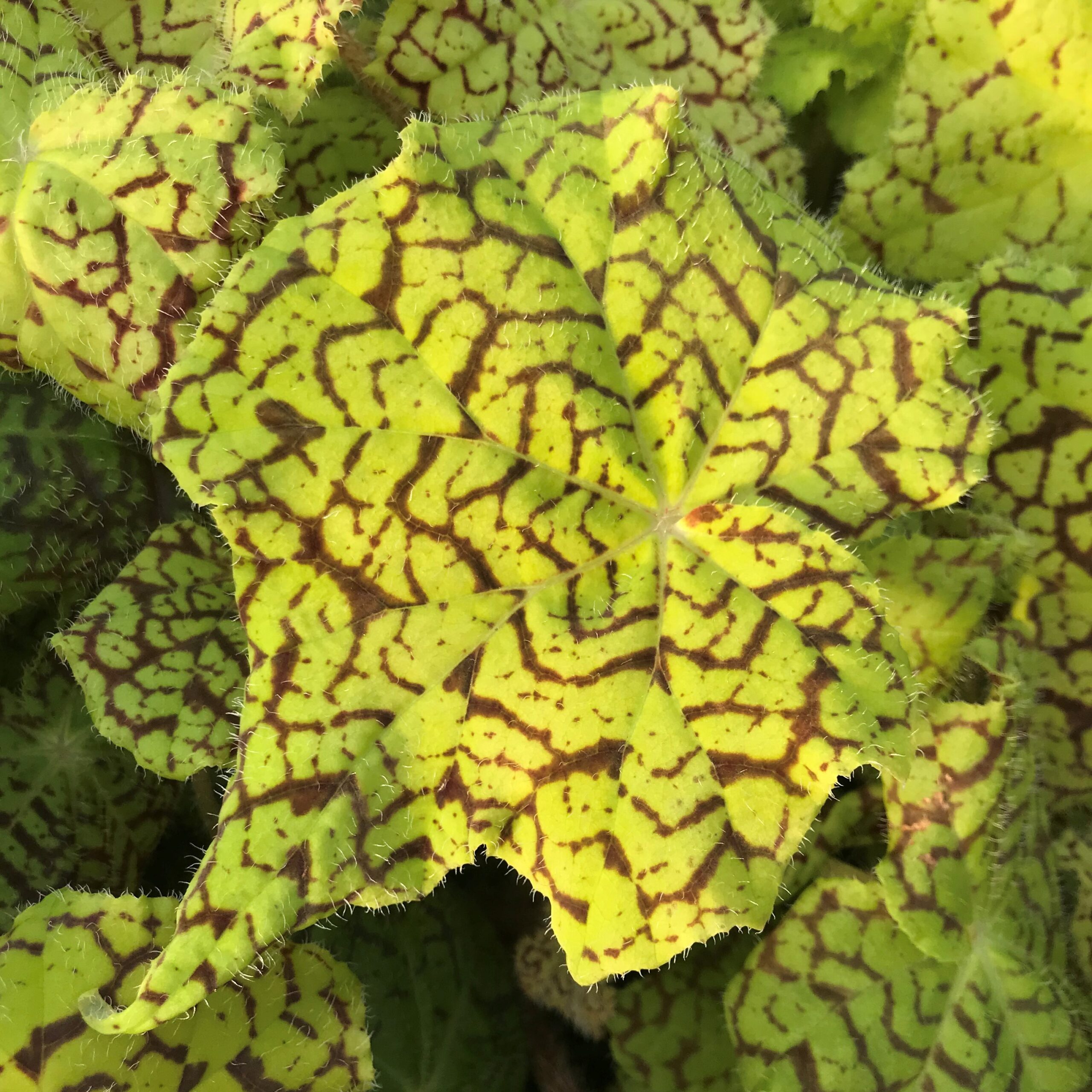 Begonia 'Dr. Block' (4.5" Pot) - Image 2