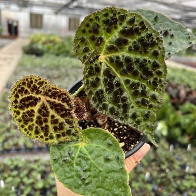 Begonia ferox - Tropical Begonia (4.5" Pot)