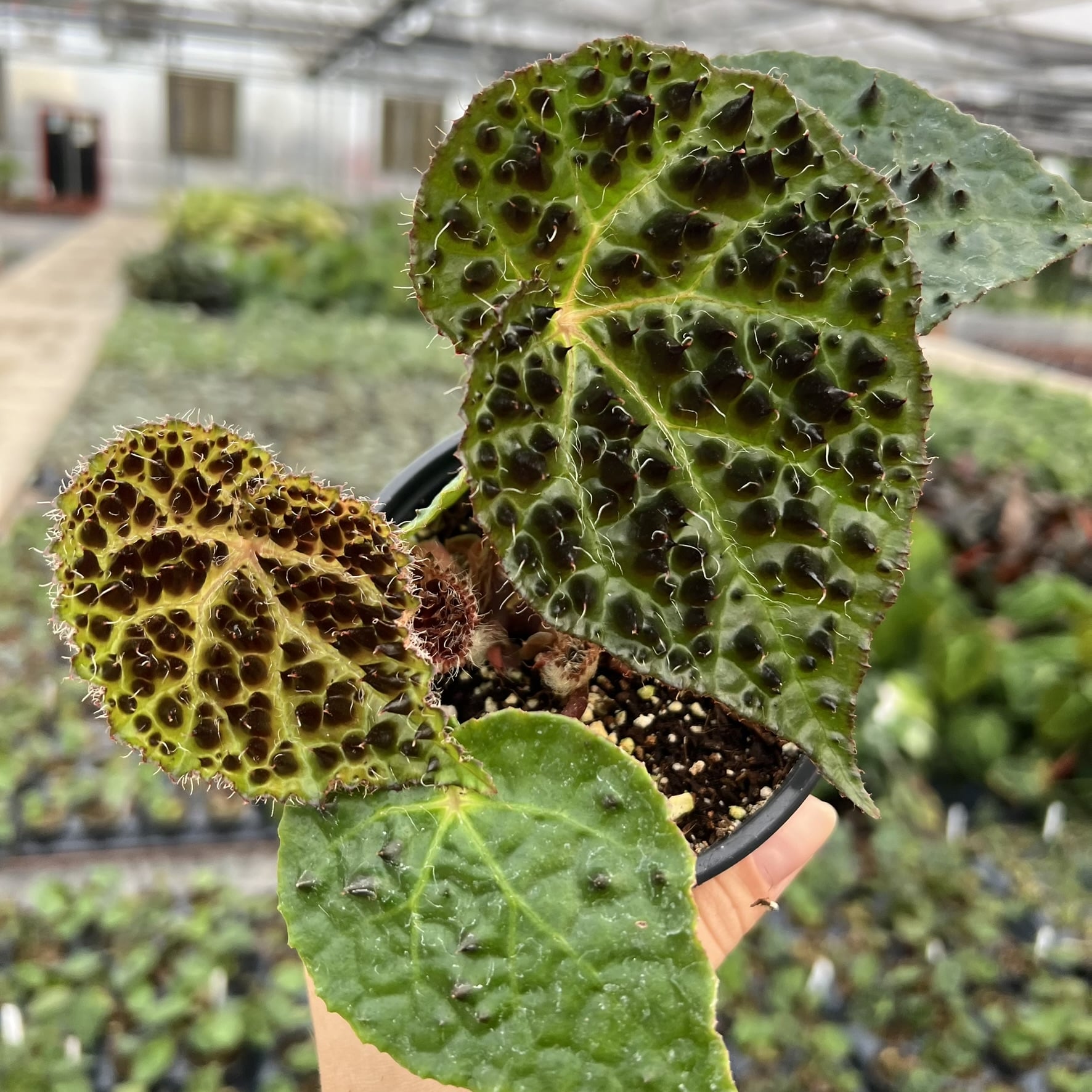 Begonia ferox - Tropical Begonia (4.5" Pot)