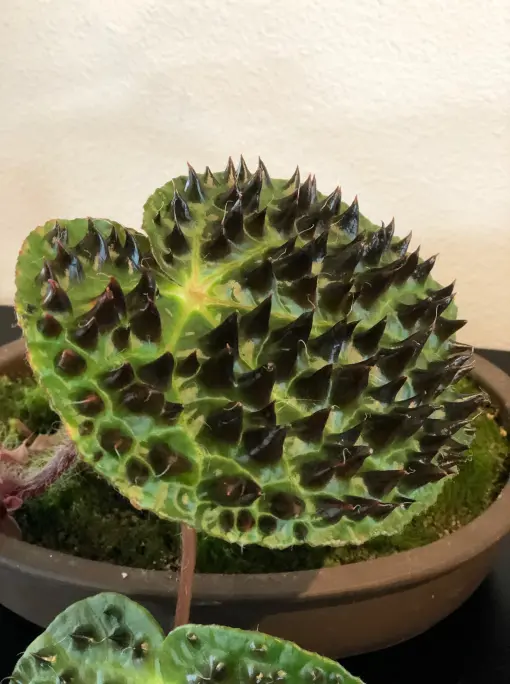Begonia ferox - Tropical Begonia (4.5