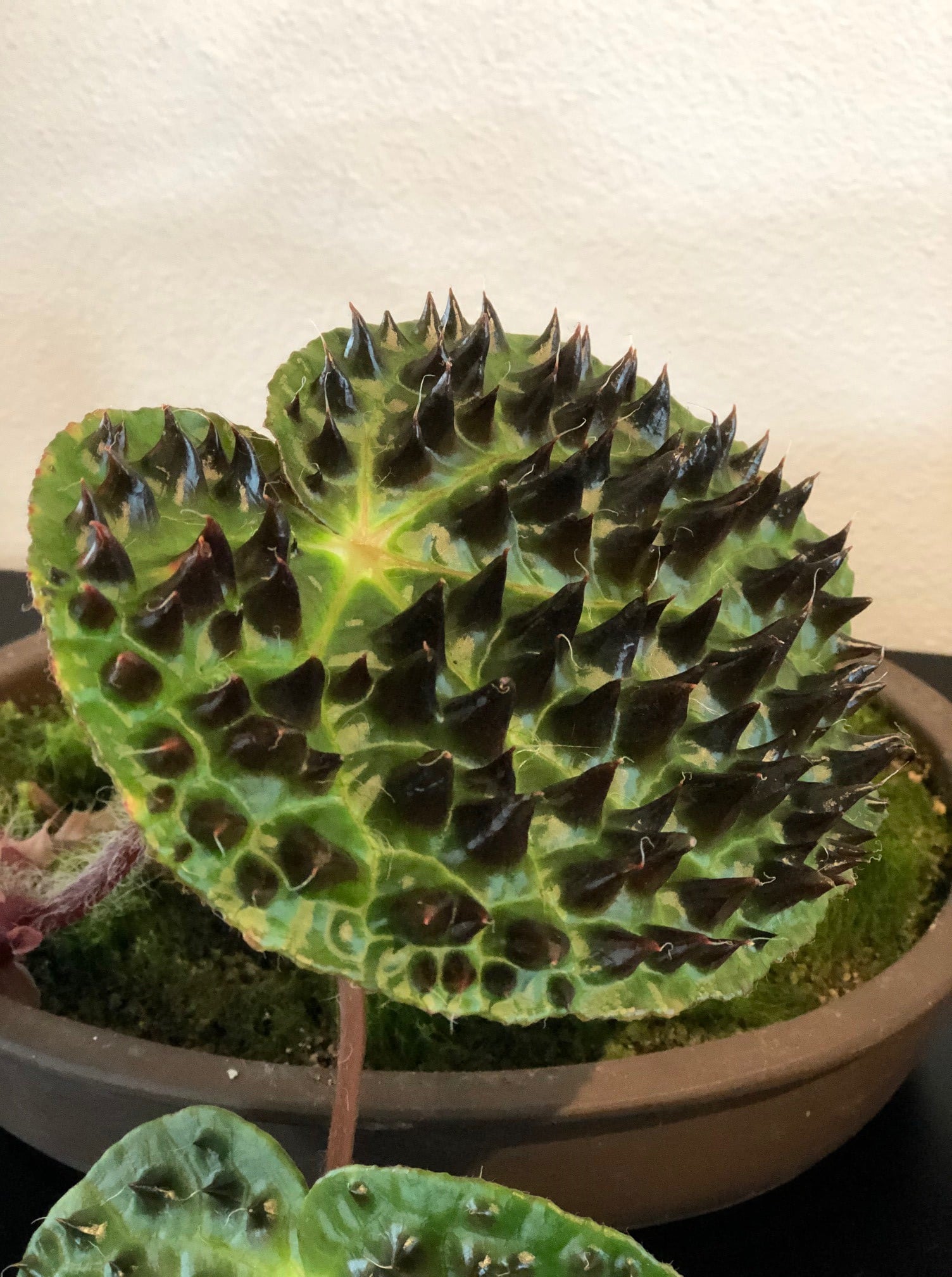Begonia ferox - Tropical Begonia (4.5" Pot) - Image 4