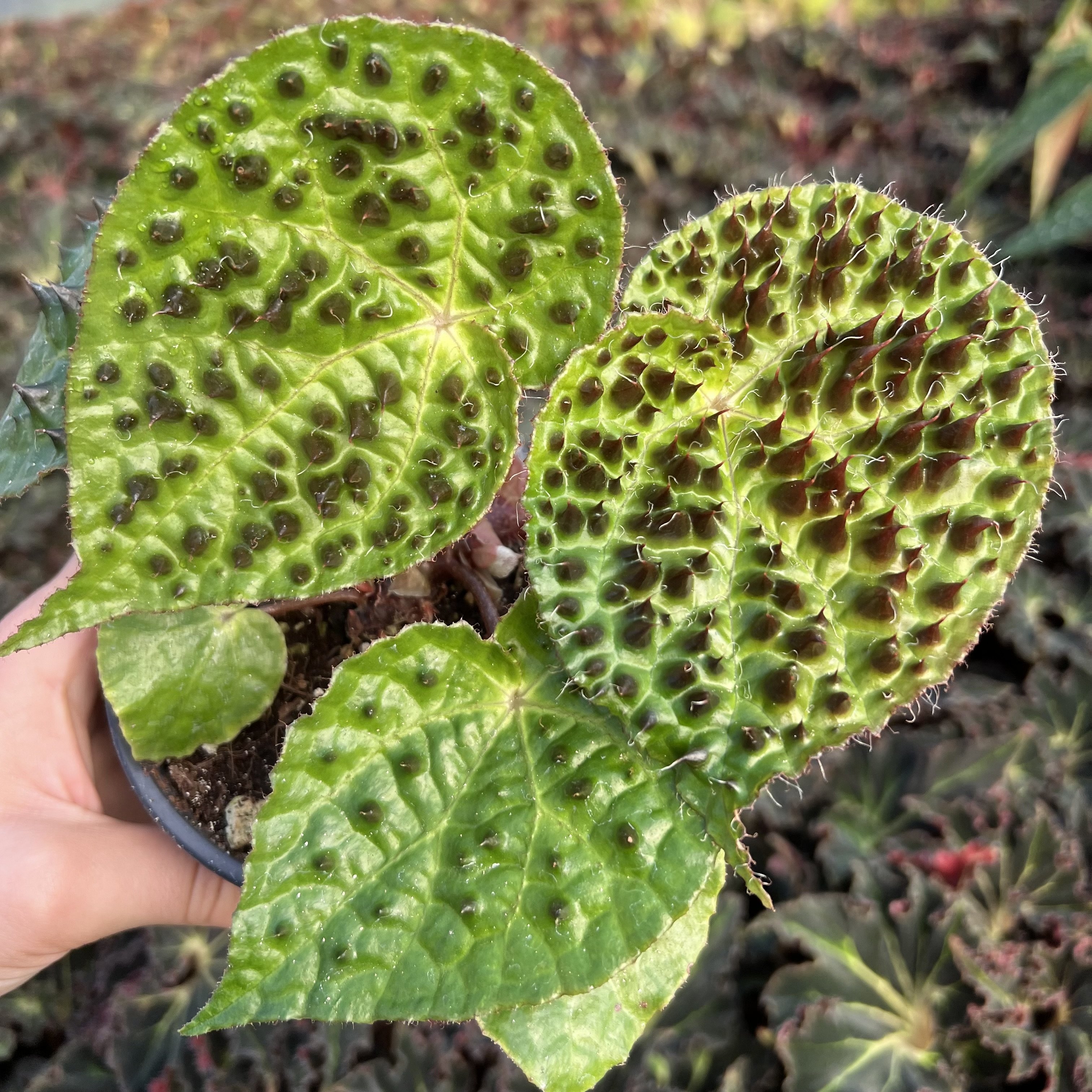 Begonia ferox - Tropical Begonia (4.5" Pot) - Image 2