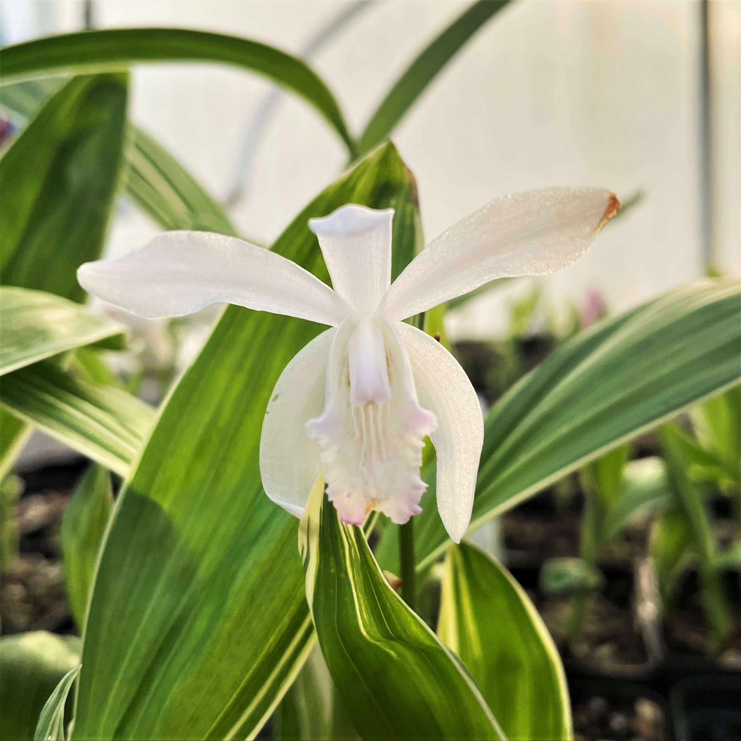 Bletilla striata 'Variegata' - Hardy Ground Orchid (4.5" Pot) - Image 2