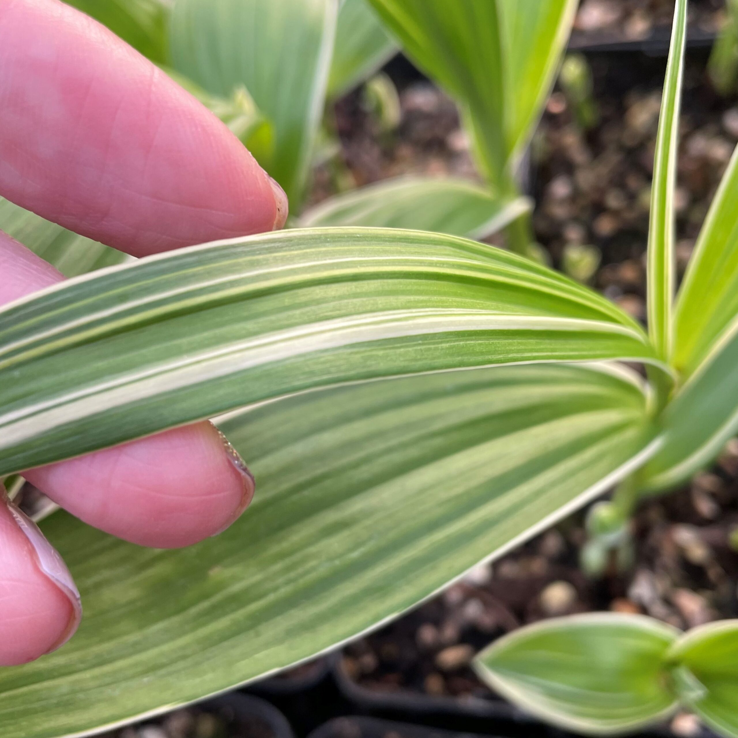 Bletilla striata 'Variegata' - Hardy Ground Orchid (4.5" Pot) - Image 4