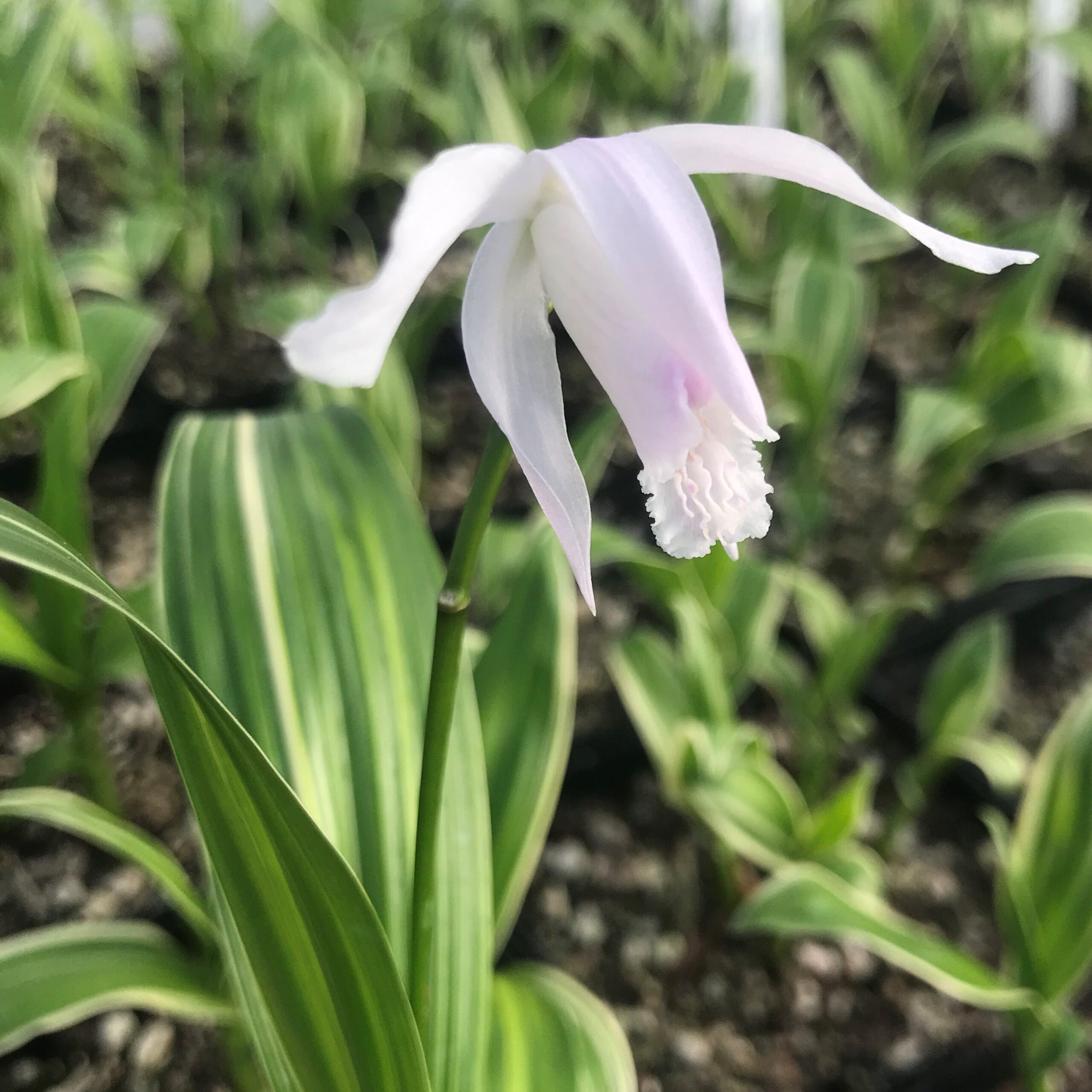 Bletilla striata 'Variegata' - Hardy Ground Orchid (4.5" Pot)