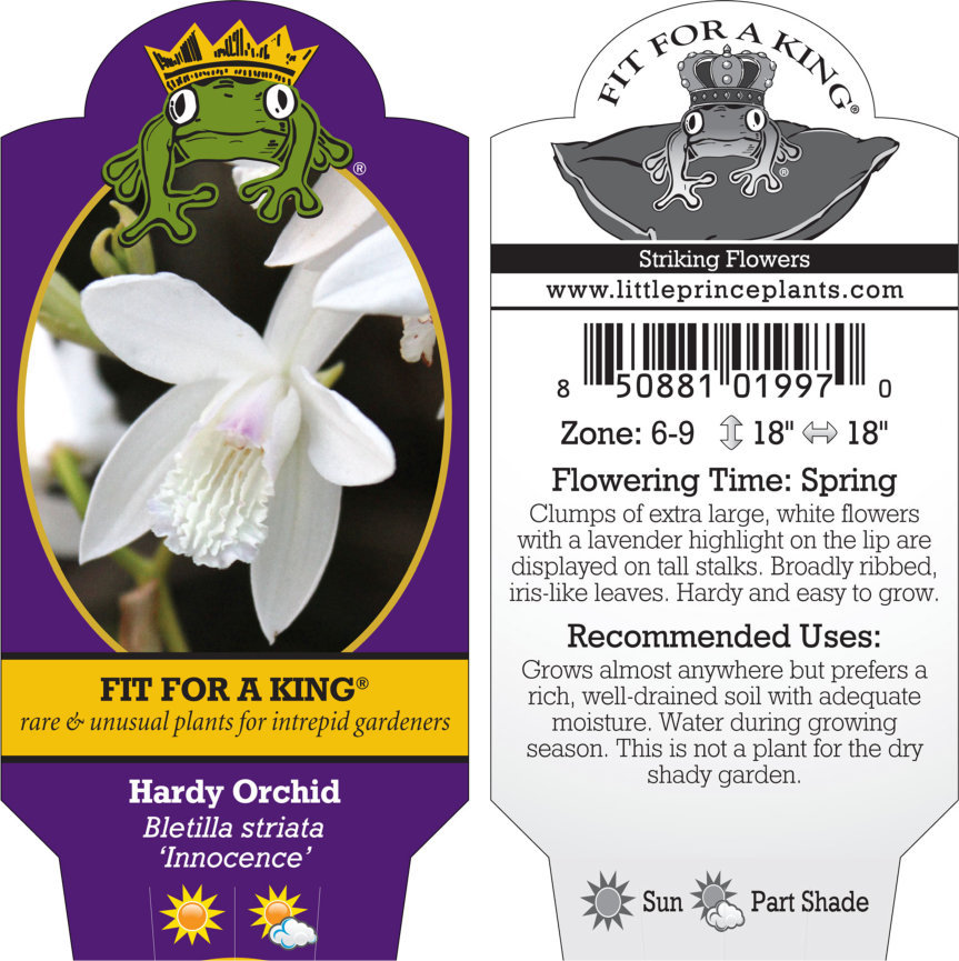 Bletilla striata 'Innocence' - Hardy Orchid (4.5" Pot) - Image 2