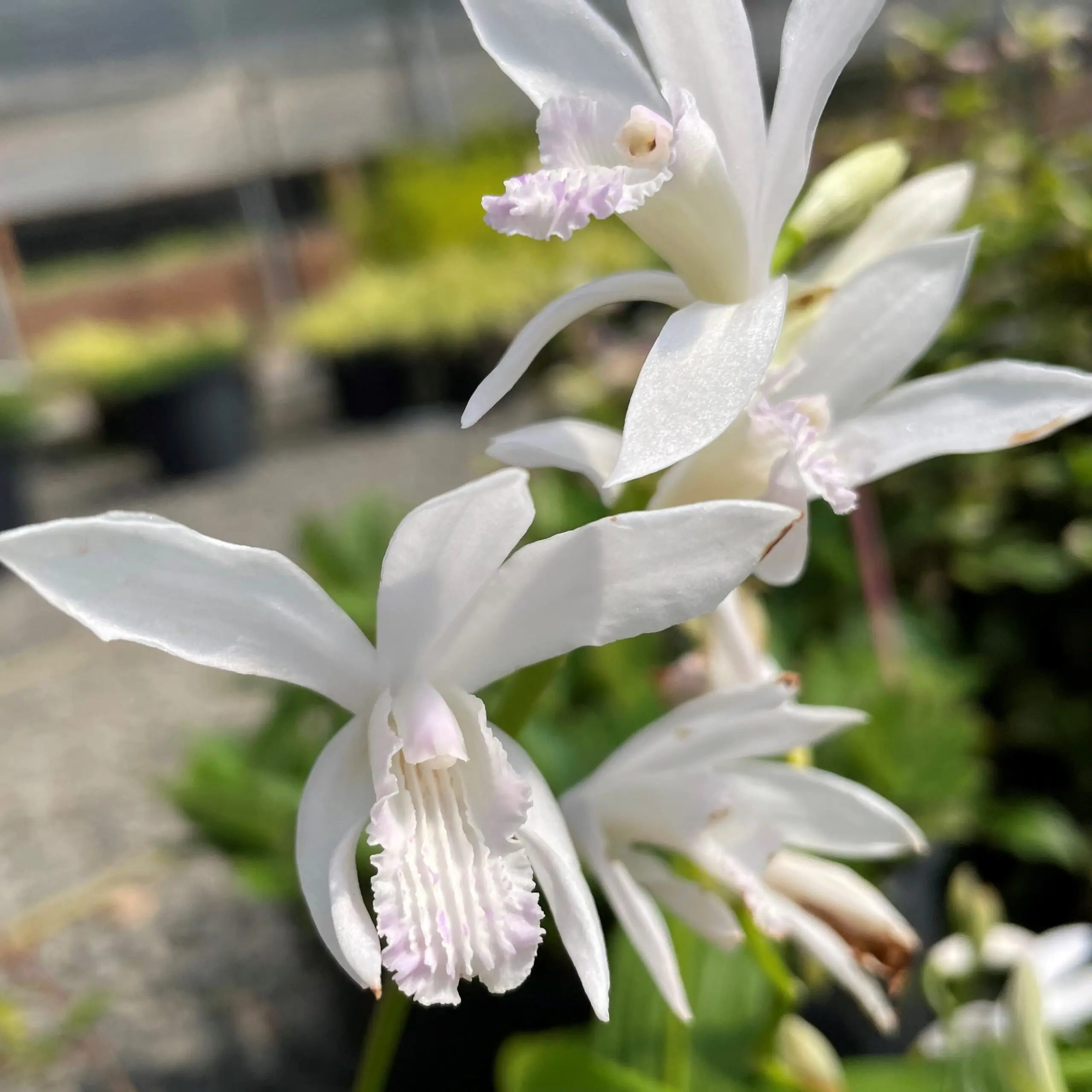 アントステラ　プランター Bletilla striata 'Innocence' - Hardy Orchid (4.5