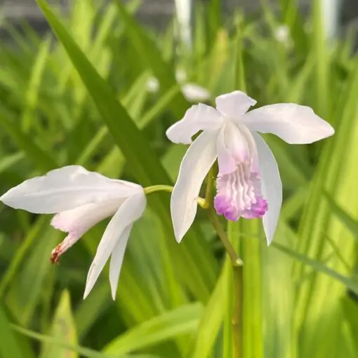 Bletilla striata 'Kuchibeni' - Hardy Orchid (4.5