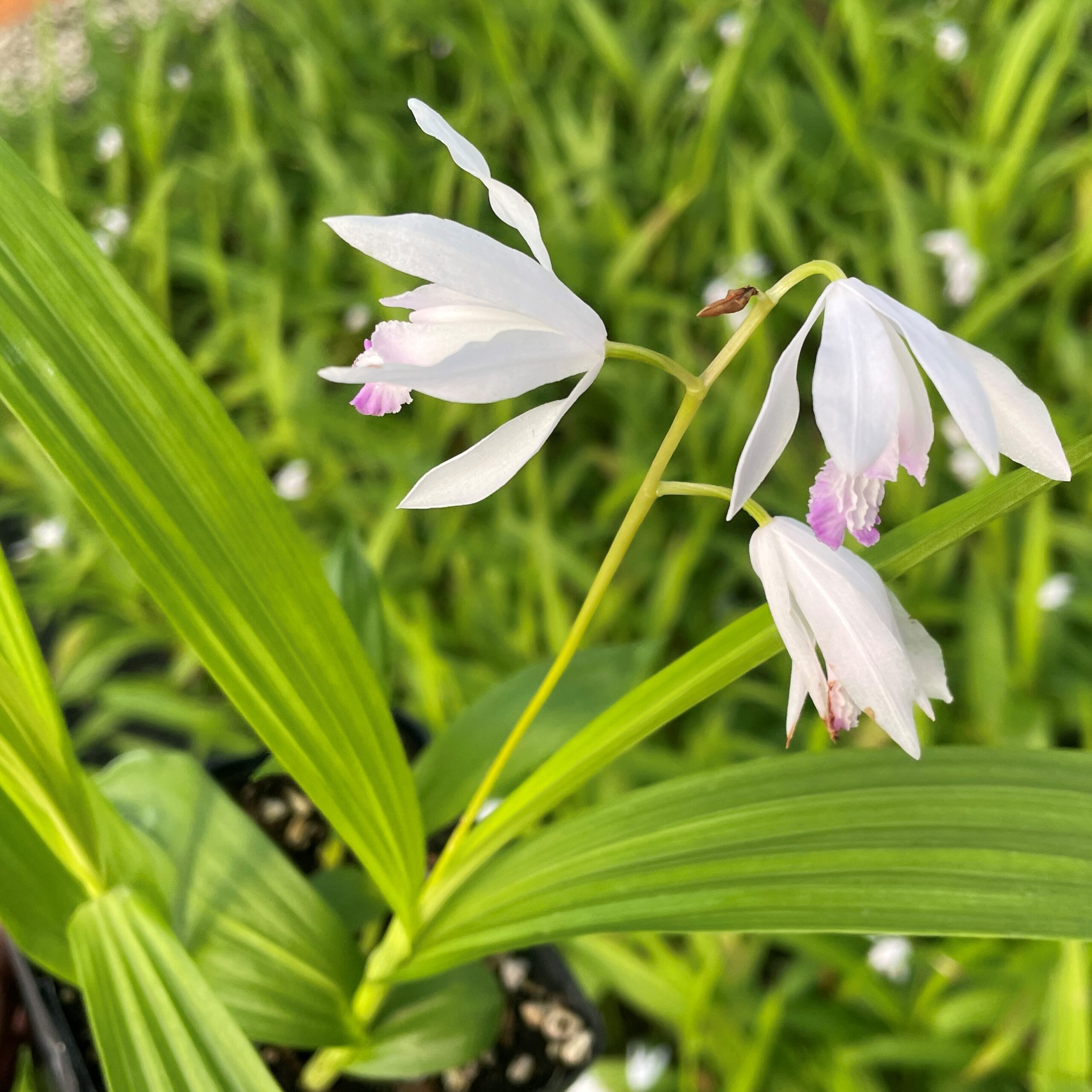 Bletilla striata 'Kuchibeni' - Hardy Orchid (4.5" Pot) - Image 4