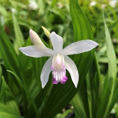 Bletilla striata 'Kuchibeni' - Hardy Orchid (4.5" Pot)