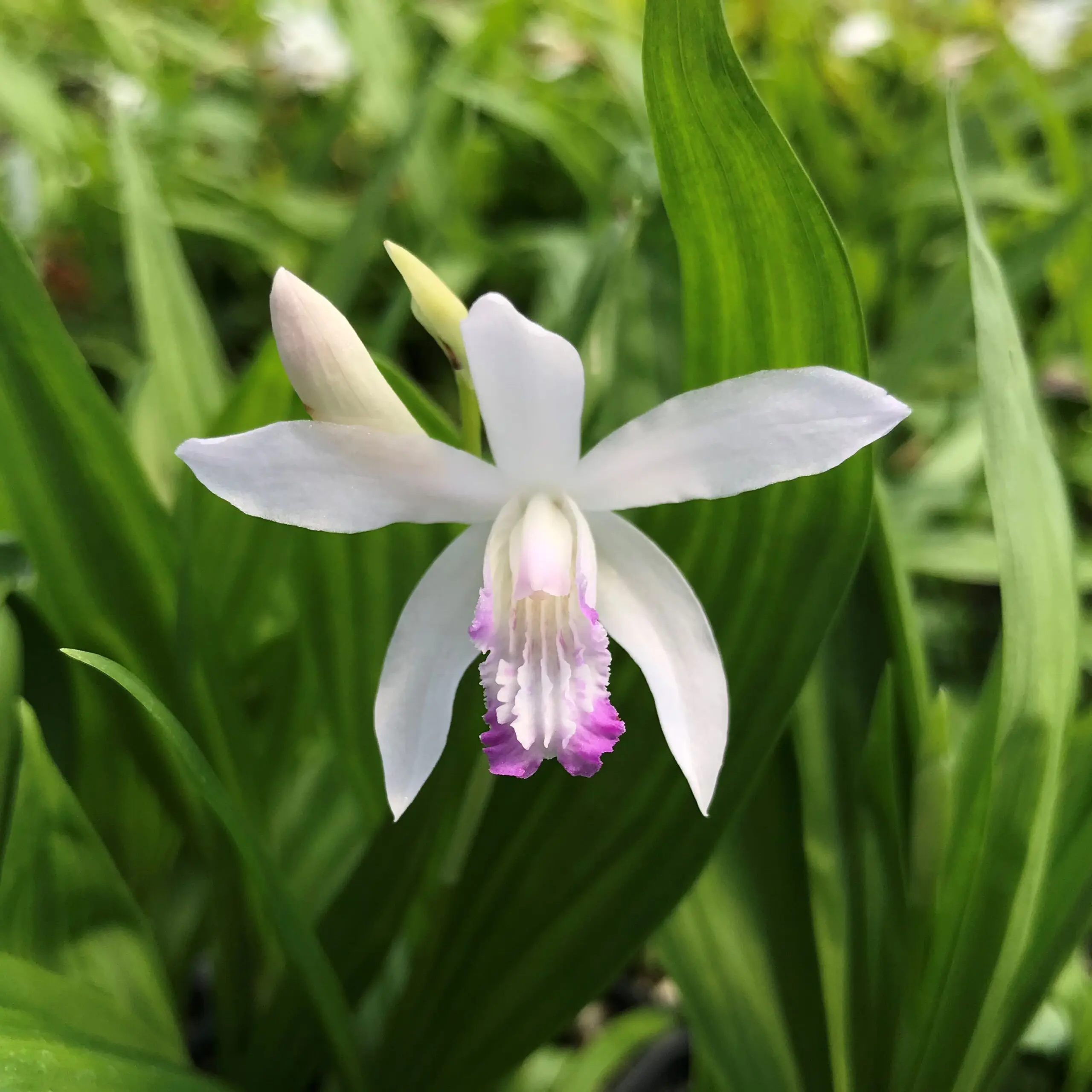 o*y様 Bcephalandra sp Theia 群生株多数 Bletilla striata 'Kuchibeni' - Hardy Orchid (4.5