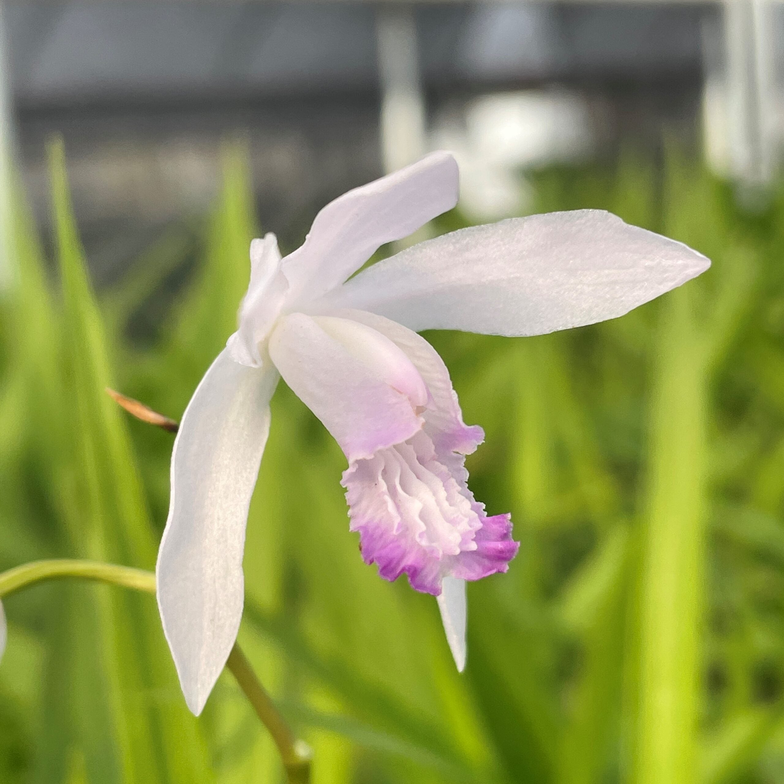 Bletilla striata 'Kuchibeni' - Hardy Orchid (4.5" Pot) - Image 2