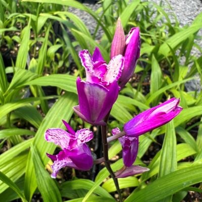 Bletilla striata 'Tri-Lips'