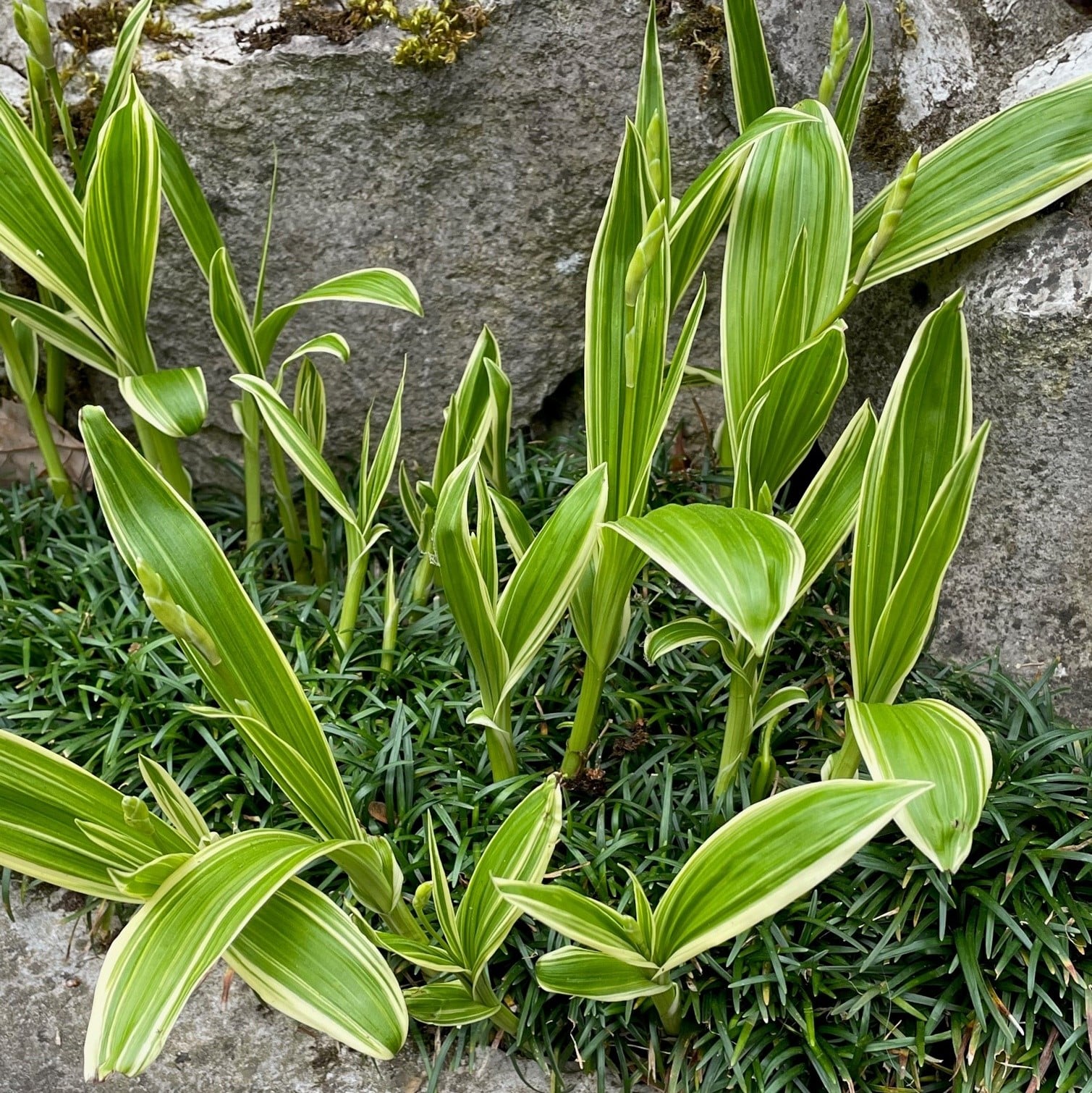 Bletilla striata 'Variegata' - Hardy Ground Orchid (4.5" Pot) - Image 3