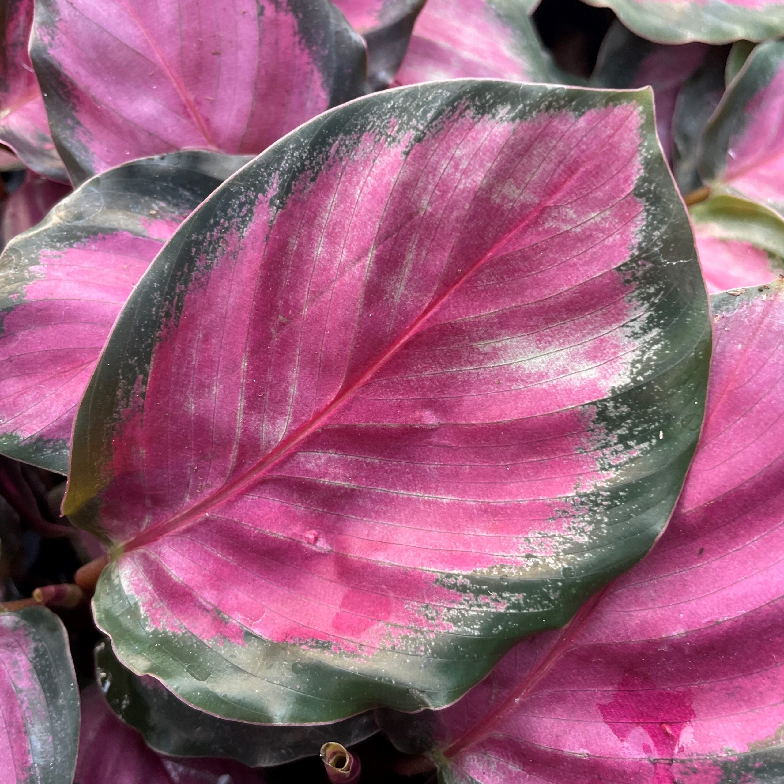 calathea rufibarba größe Calathea Rufibarba XL 6