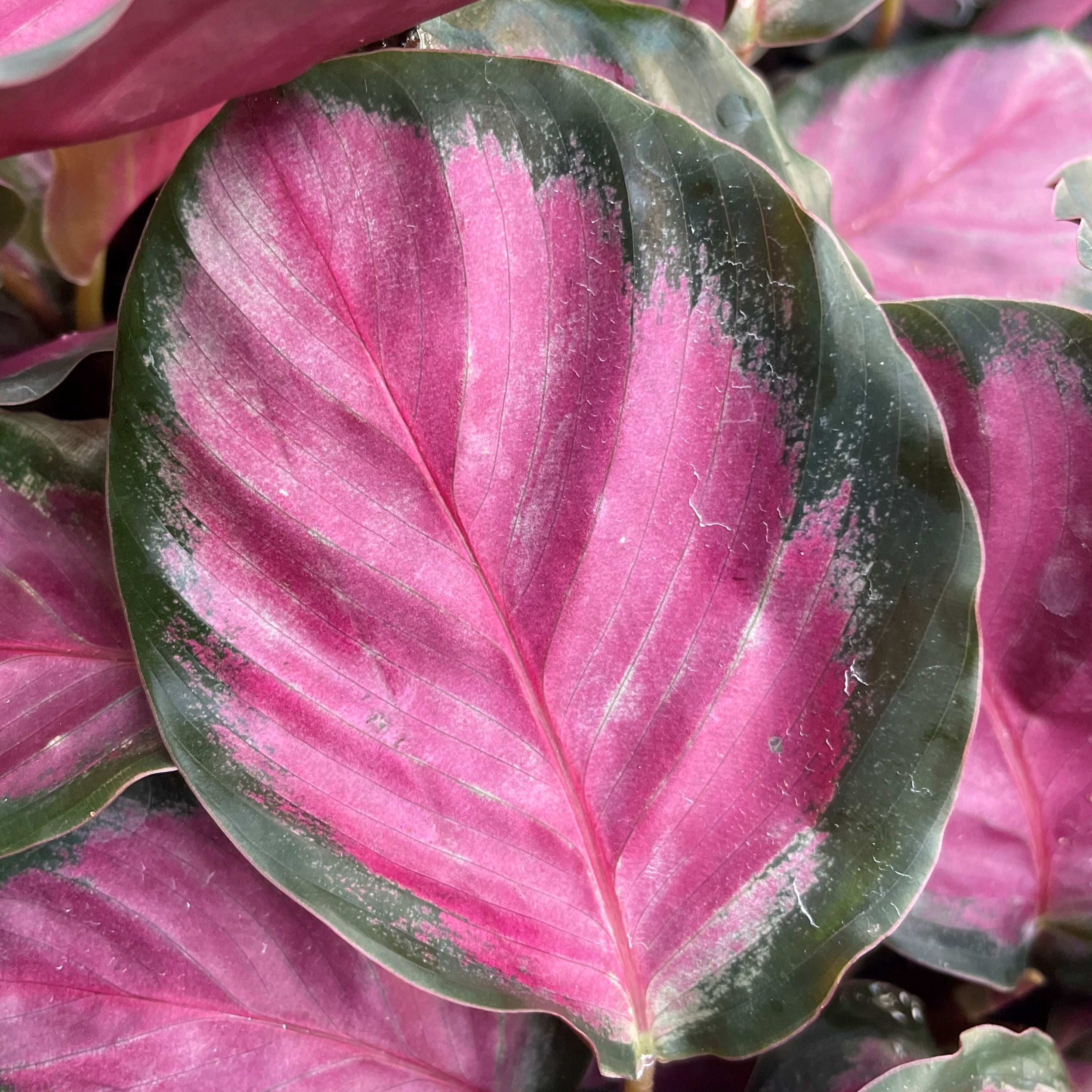 Calathea roseopicta 'Rosy' - Rose Painted Calathea (4.5" Pot) - Image 4