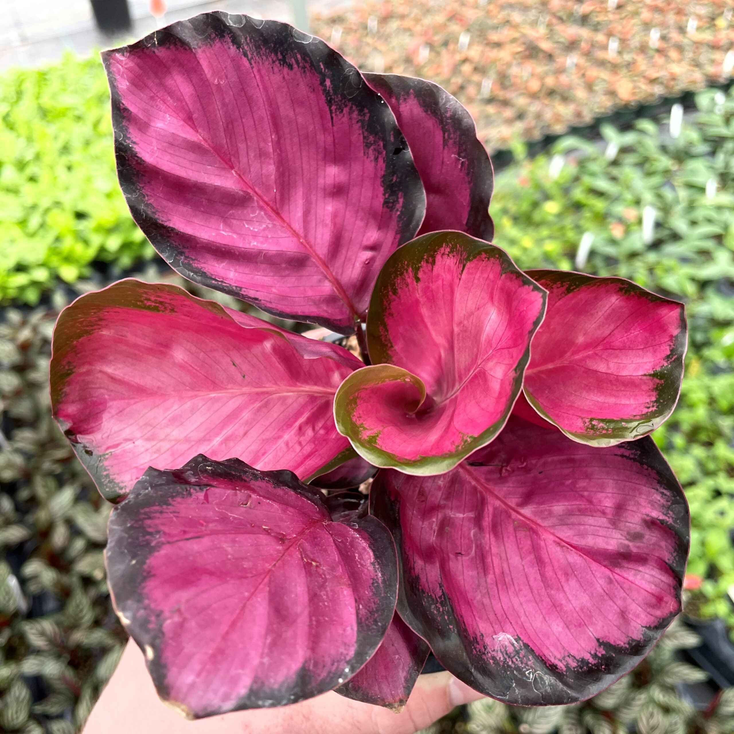Calathea roseopicta 'Rosy' - Rose Painted Calathea (4.5" Pot) | Little  Prince of Oregon Nursery