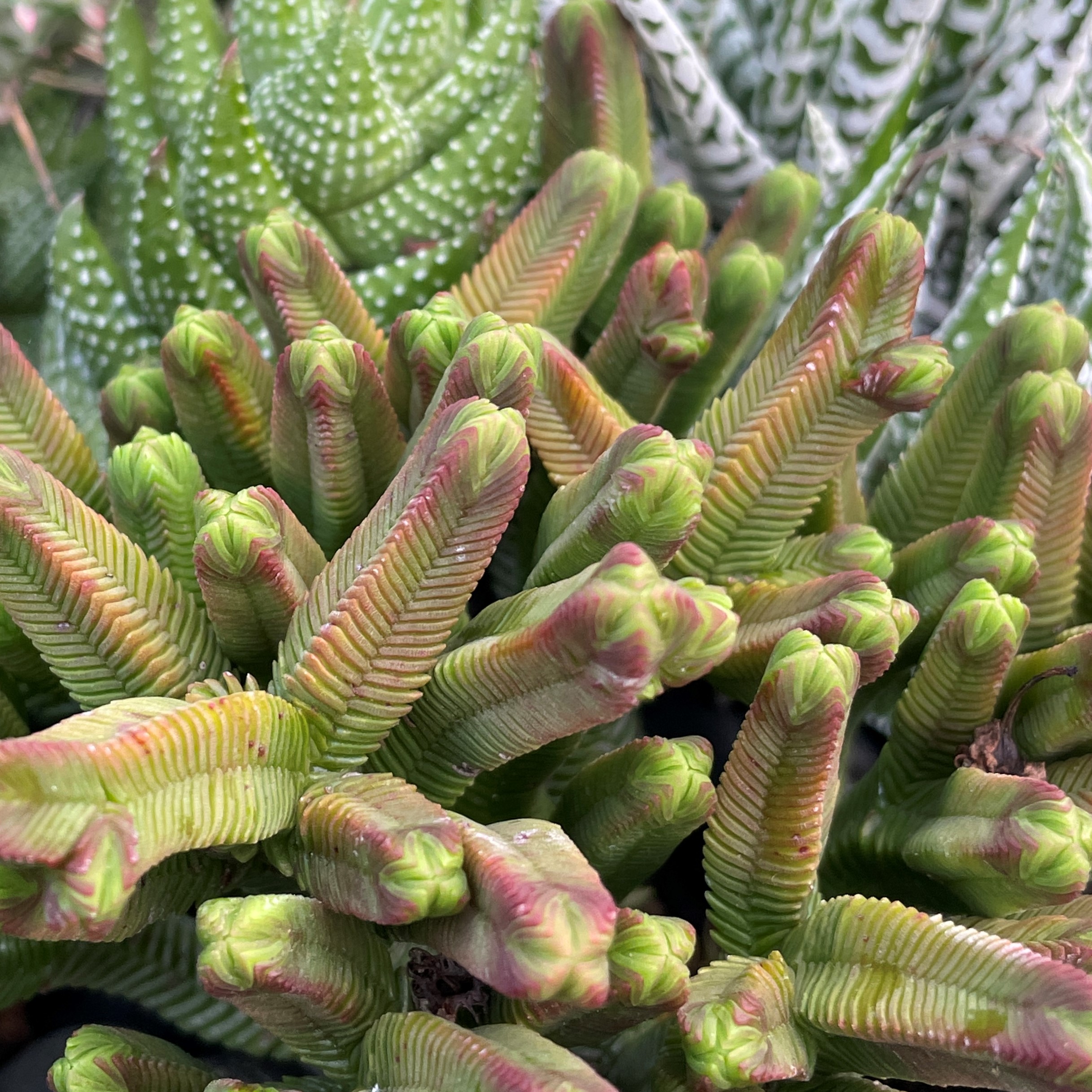 Crassula pyramidalis - Pagoda Mini Jade (2" Pot)