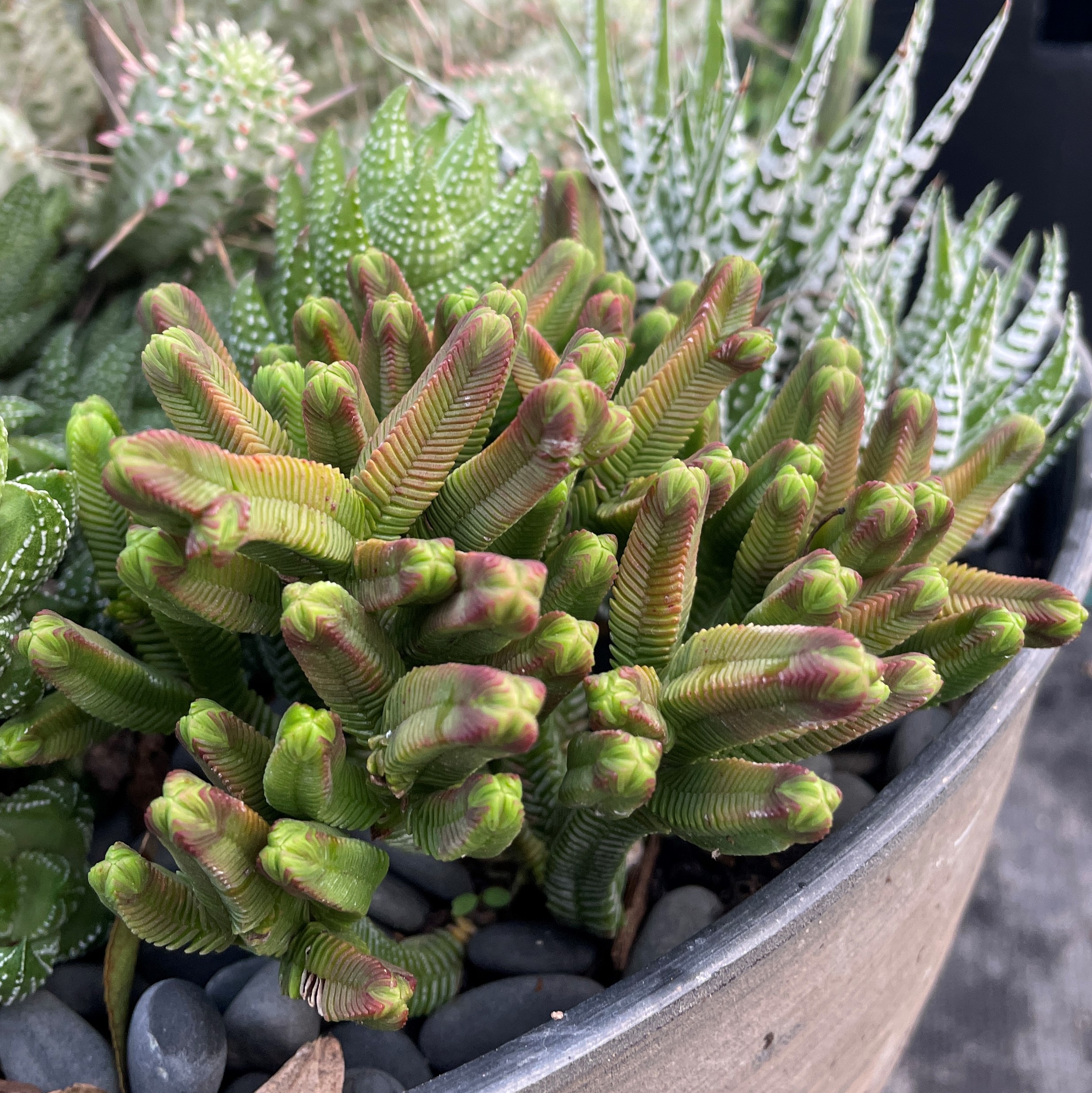 Crassula pyramidalis - Pagoda Mini Jade (2" Pot) - Image 3