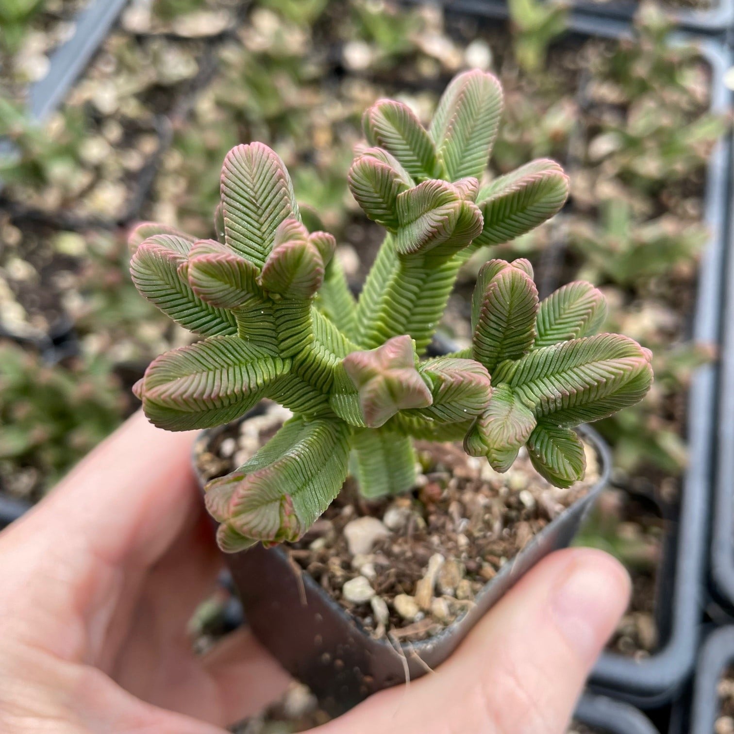 Crassula pyramidalis - Pagoda Mini Jade (2" Pot) - Image 4
