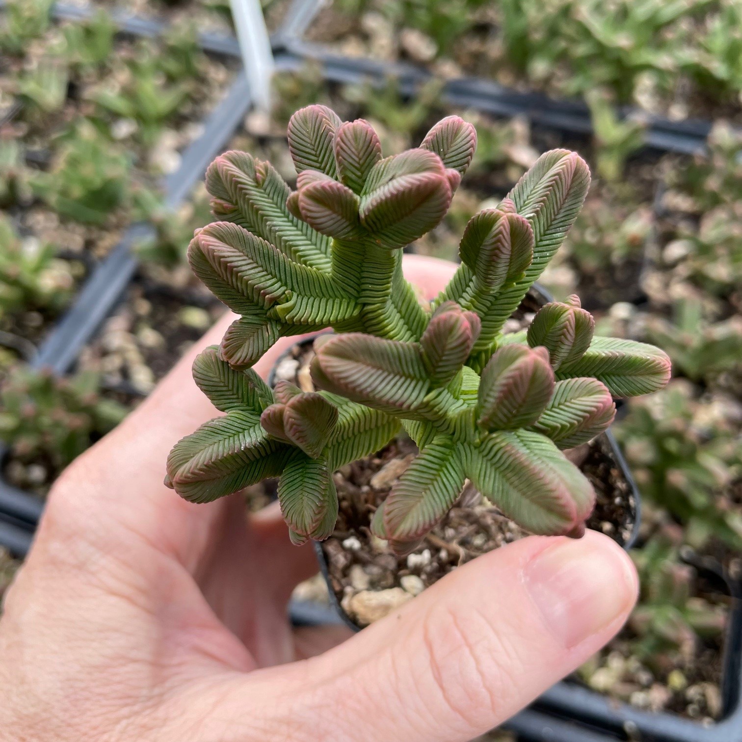 Crassula pyramidalis - Pagoda Mini Jade (2" Pot) - Image 2