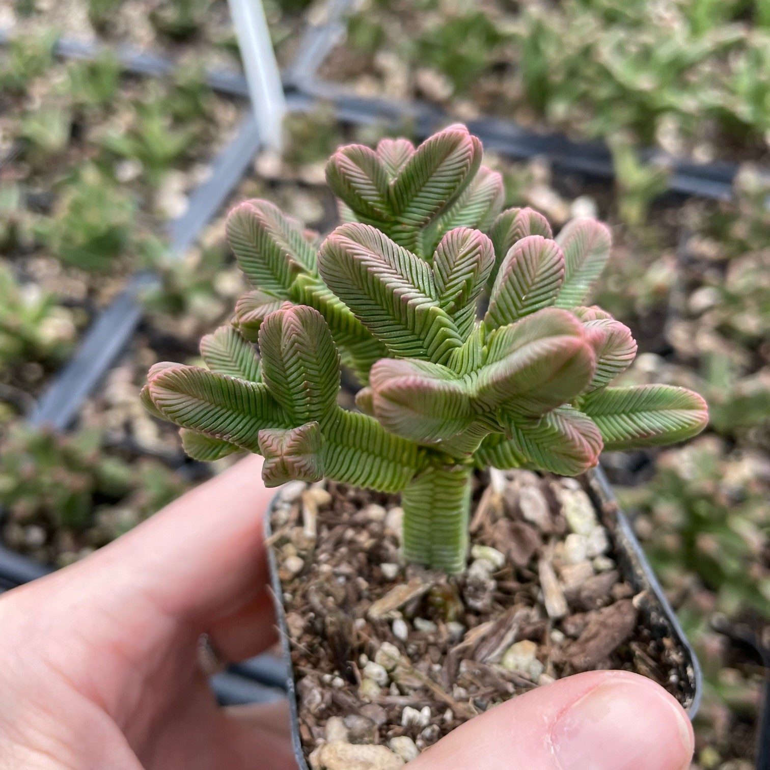 Crassula pyramidalis - Pagoda Mini Jade (2" Pot) - Image 6