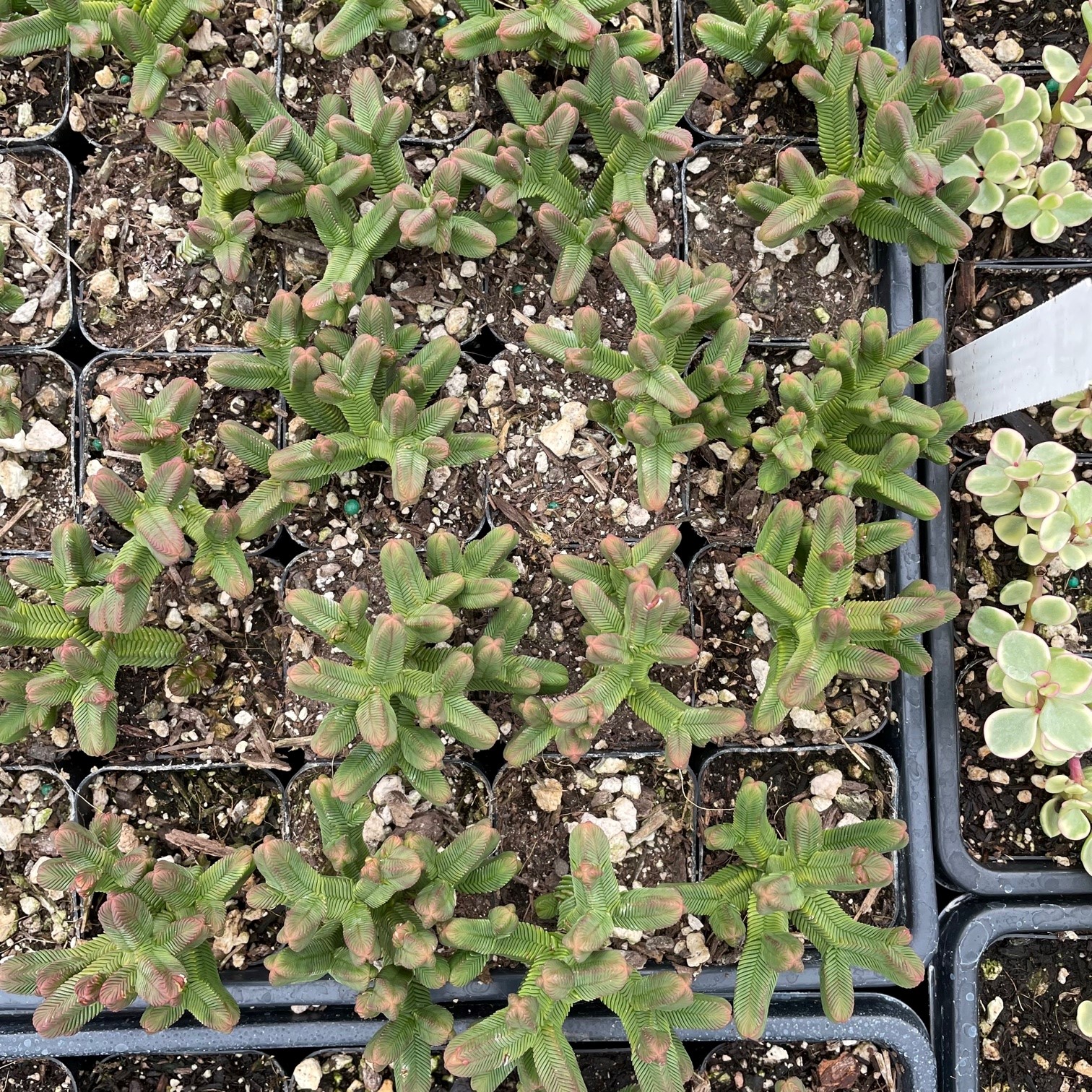 Crassula pyramidalis - Pagoda Mini Jade (2" Pot) - Image 5