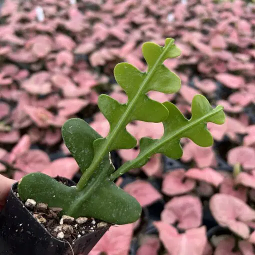 Epiphyllum anguliger - Fishbone Cactus (2" Pot) | Little Prince of Oregon  Nursery