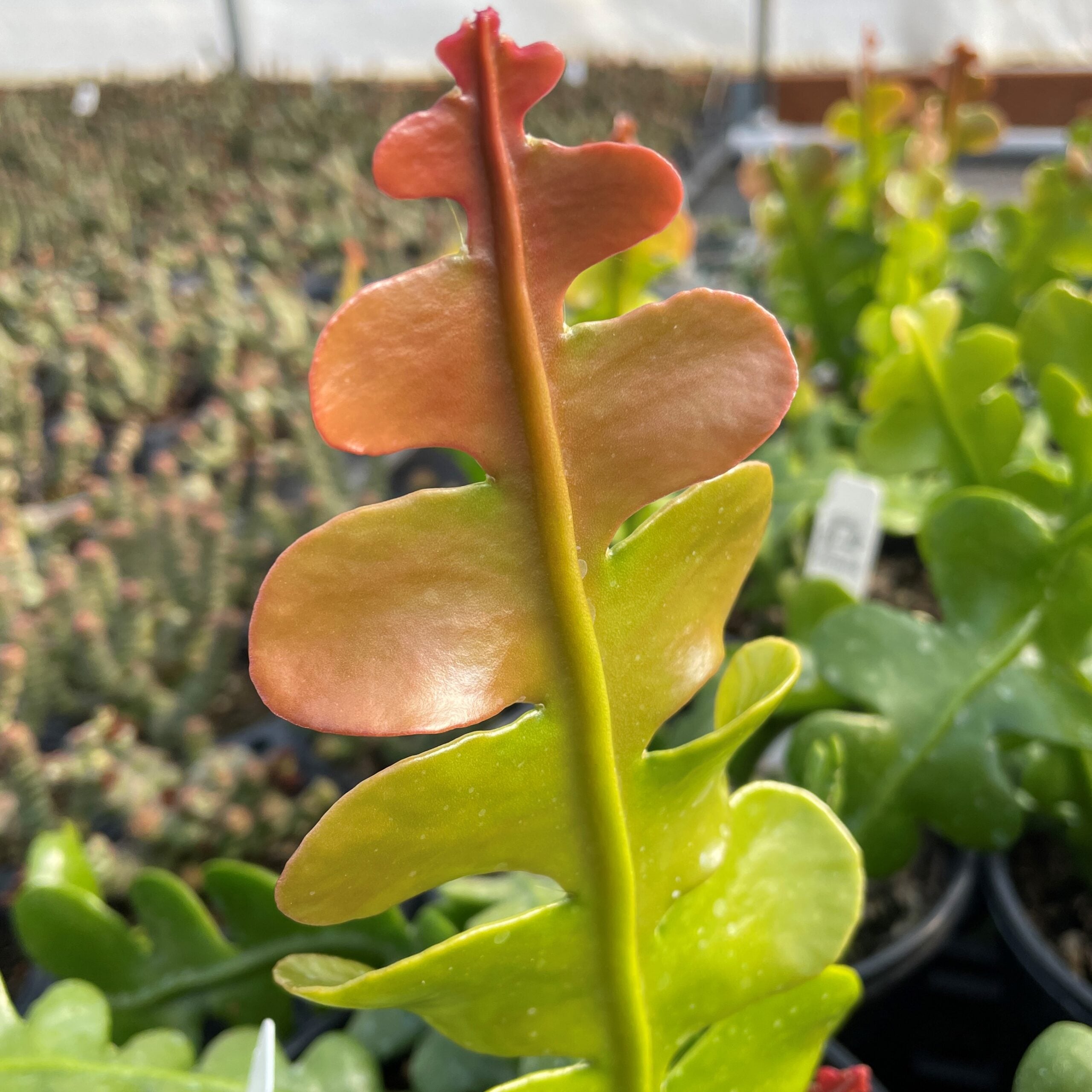 Epiphyllum anguliger - Fishbone Cactus (2" Pot) | Little Prince of Oregon  Nursery