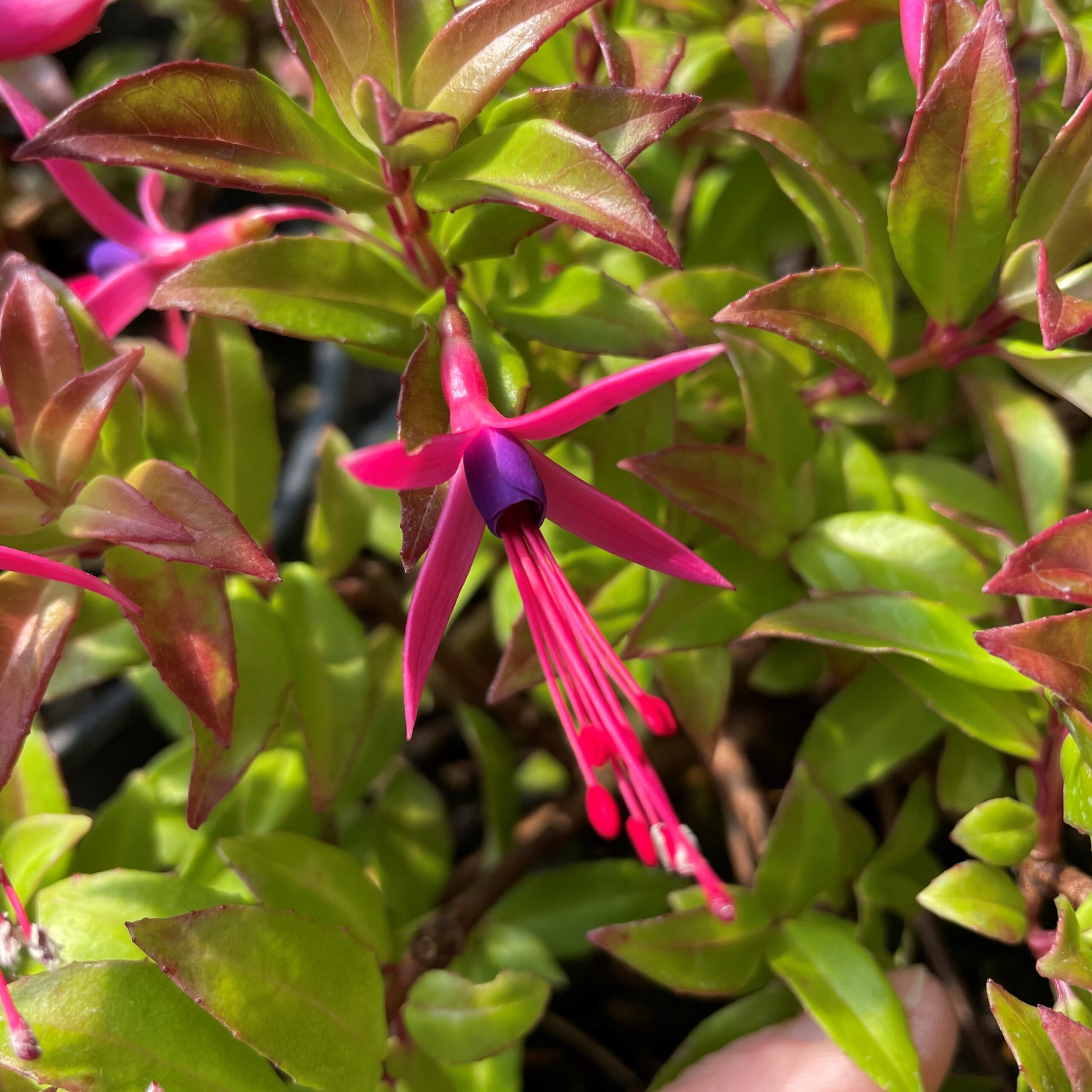 Fuchsia 'Glazioviana' (5.5" Pot)