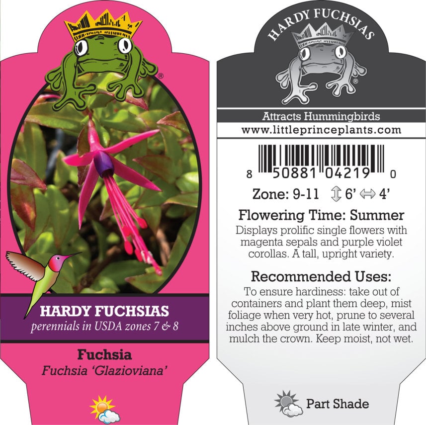 Fuchsia 'Glazioviana' (5.5" Pot) - Image 2