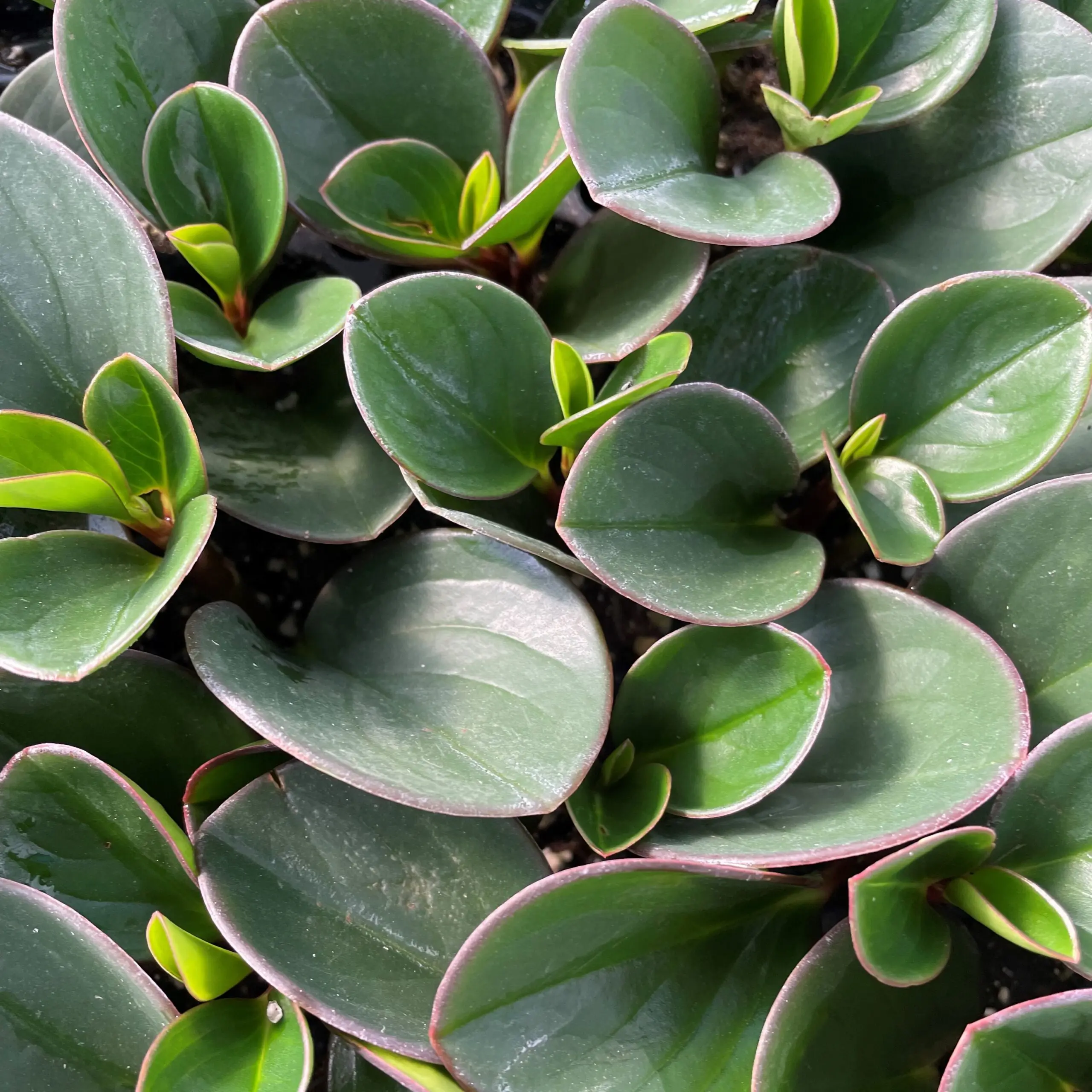 Peperomia obtusifolia 'Obtipan Green' - Baby Rubber Plant (4.5" Pot) |  Little Prince of Oregon Nursery