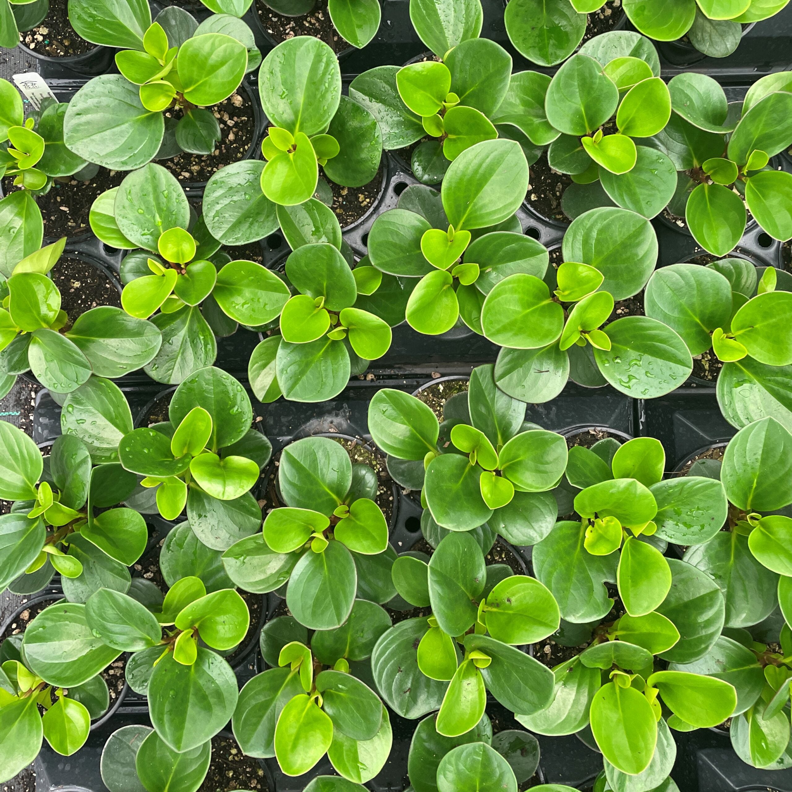 Peperomia obtusifolia 'Obtipan Green' - Baby Rubber Plant (4.5" Pot) - Image 5