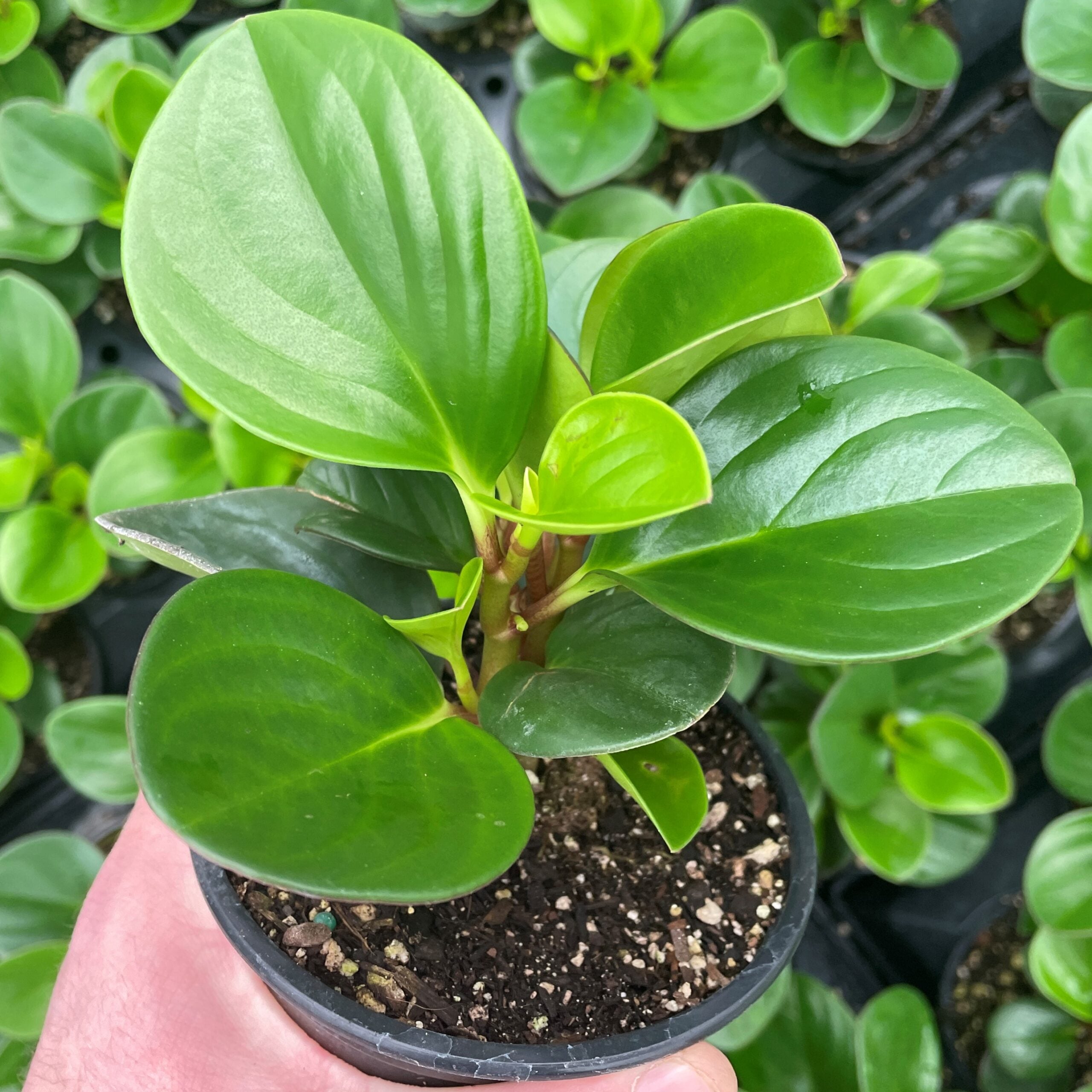 Peperomia obtusifolia 'Obtipan Green' - Baby Rubber Plant (4.5" Pot) - Image 4