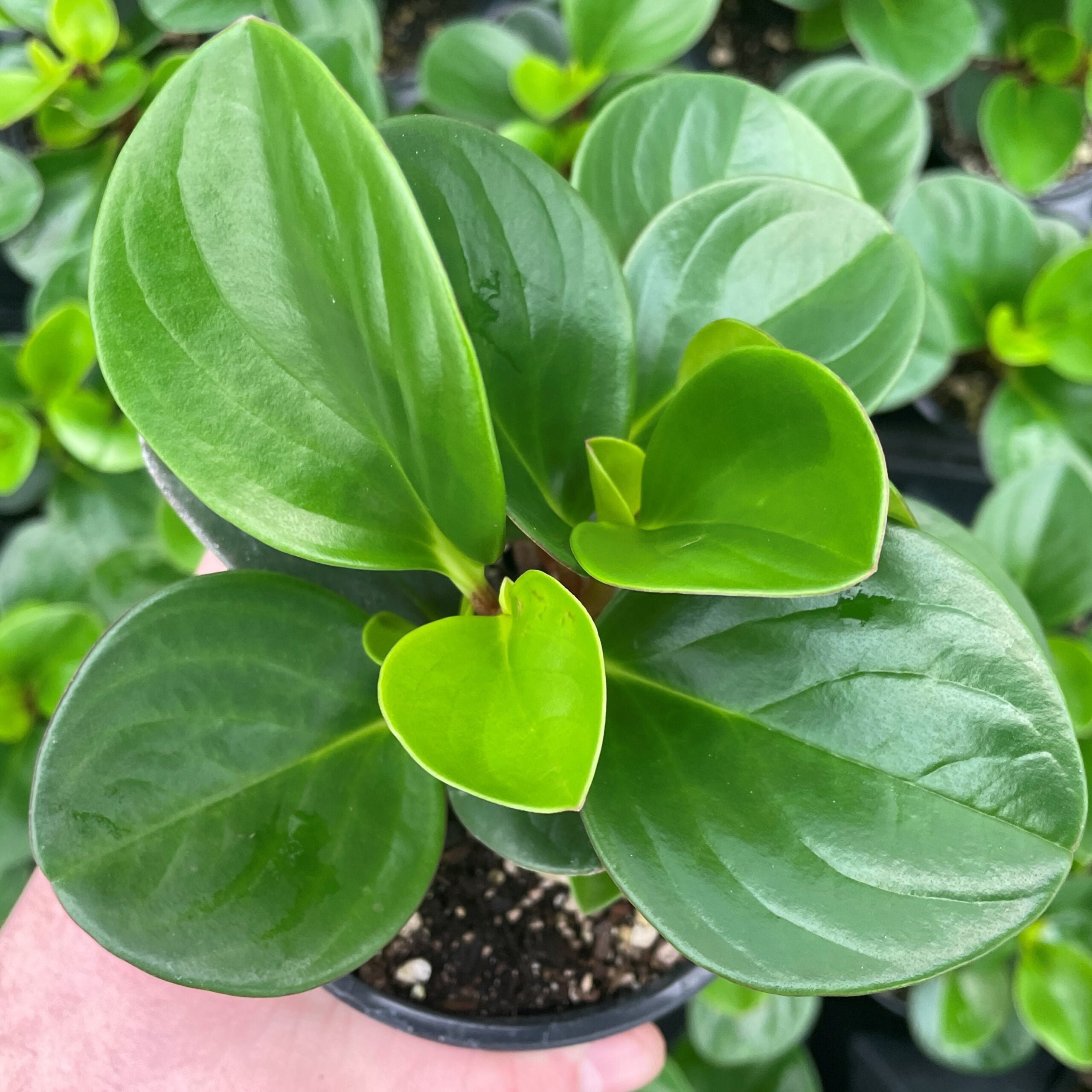 Peperomia obtusifolia 'Obtipan Green' - Baby Rubber Plant (4.5" Pot) - Image 3