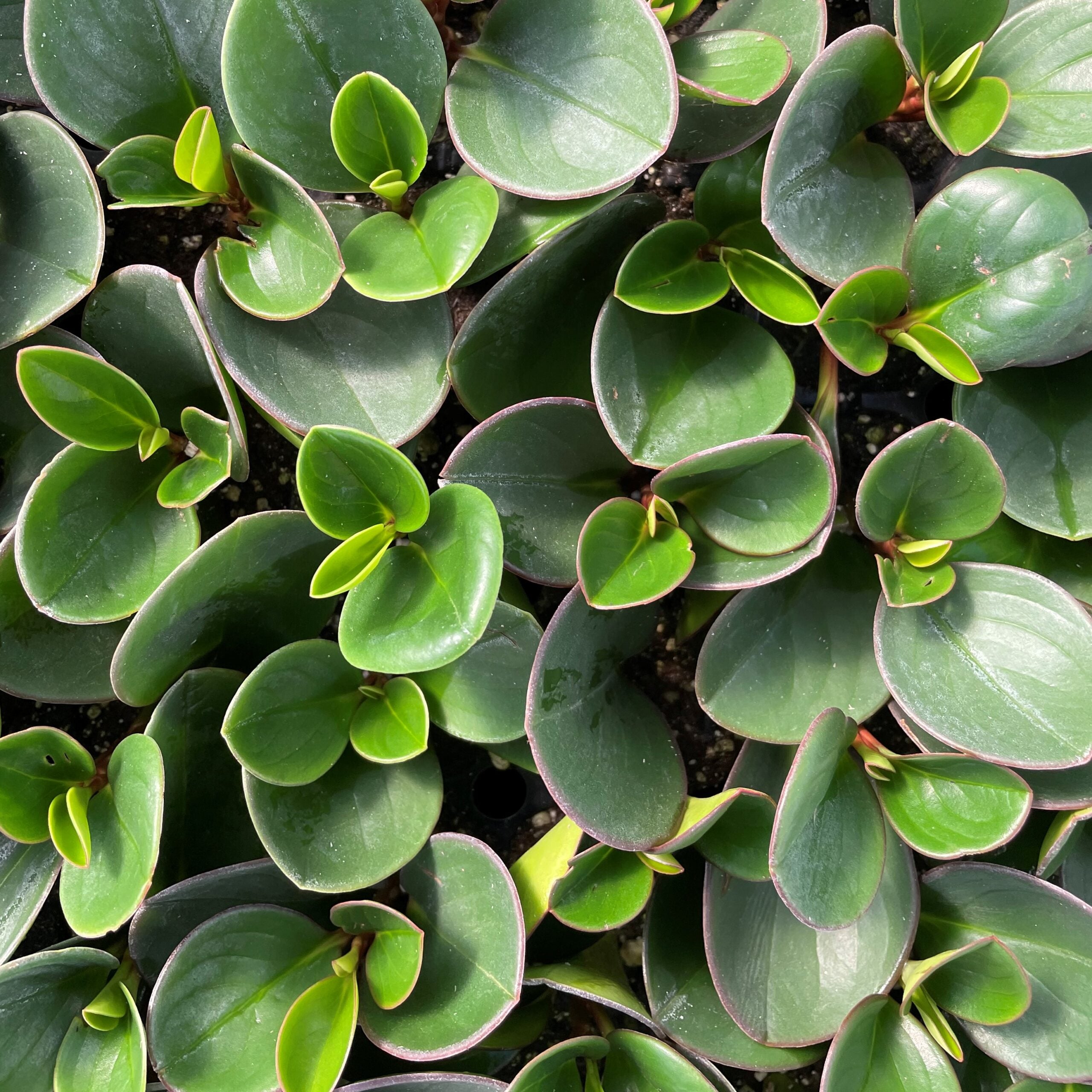 Peperomia obtusifolia 'Obtipan Green' - Baby Rubber Plant (4.5" Pot) - Image 2