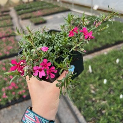 Phlox subulata 'Scarlet Flame' - Creeping Phlox (4" Pot)