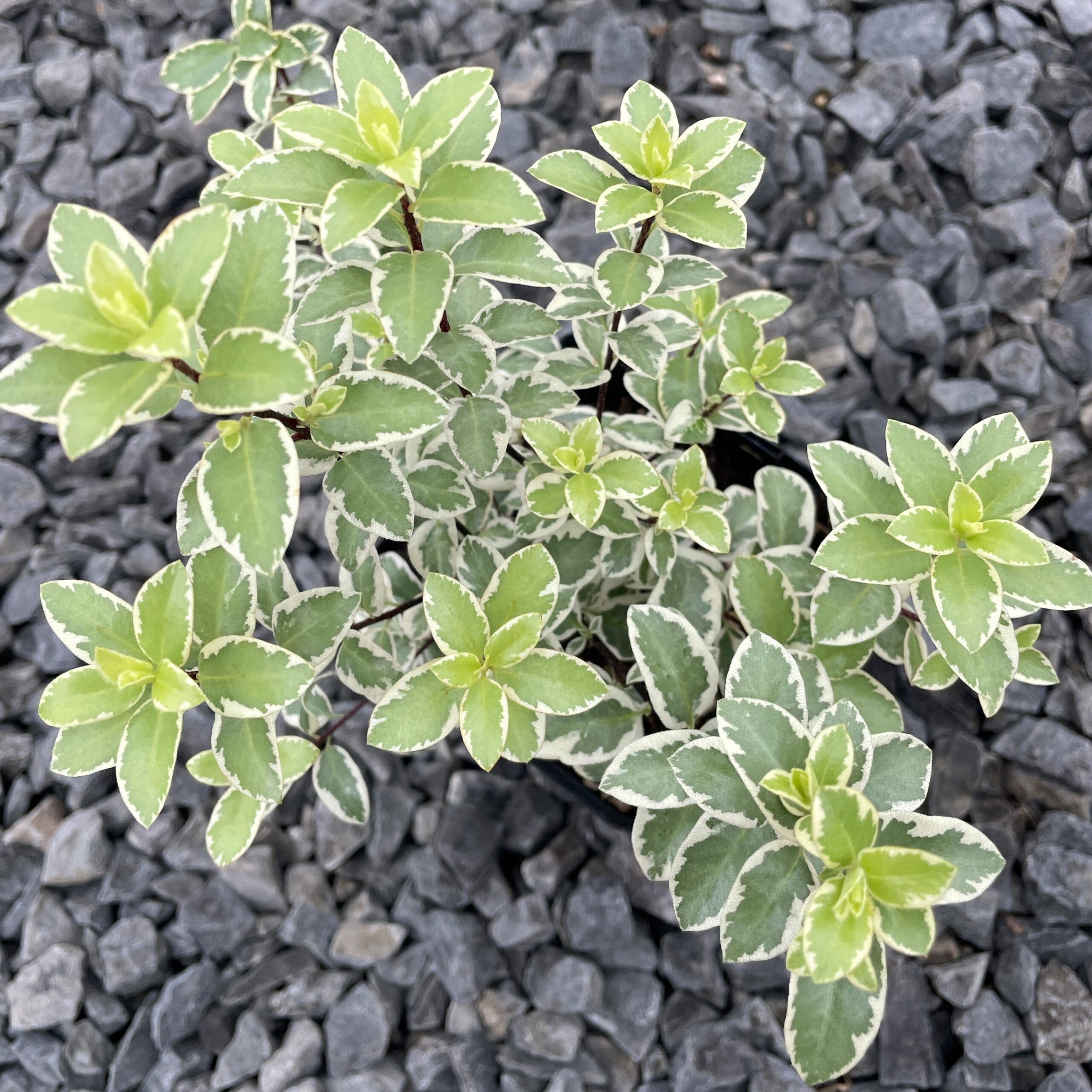 Pittosporum tenuifolium 'Marjorie Channon' - Variegated Kohuhu (4.5" Pot) - Image 3