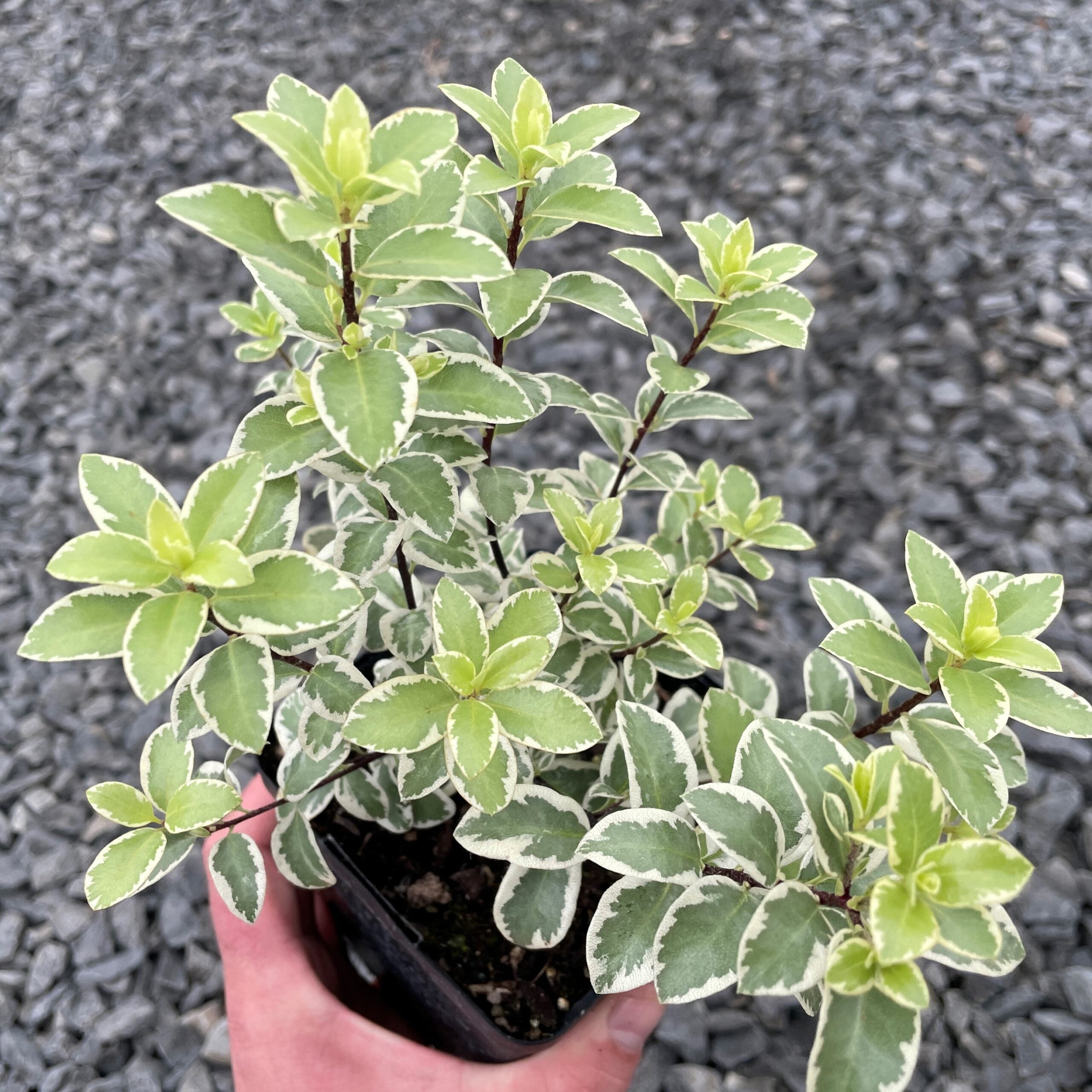 ミントン　希少！モンキーツリー　ボンボニエール Pittosporum Marjorie Channon – Plants Express
