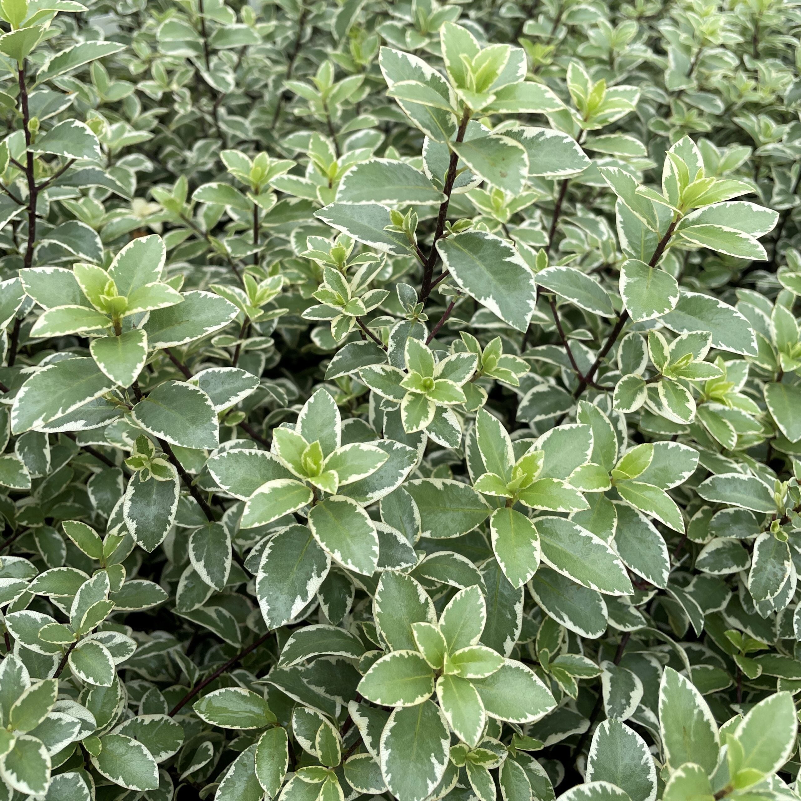 ミントン　希少！モンキーツリー　ボンボニエール Pittosporum Marjorie Channon – Plants Express