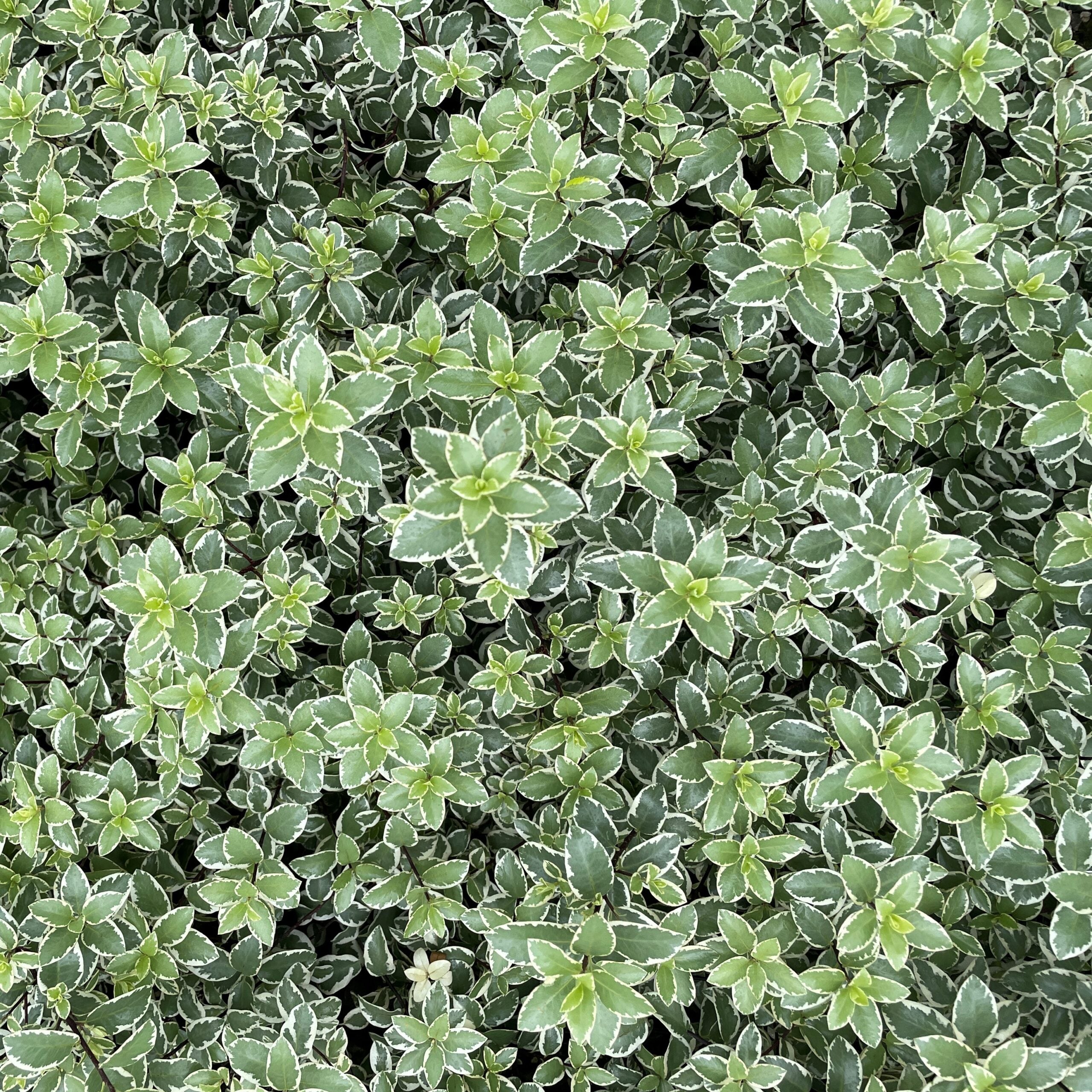 Pittosporum tenuifolium 'Marjorie Channon' - Variegated Kohuhu