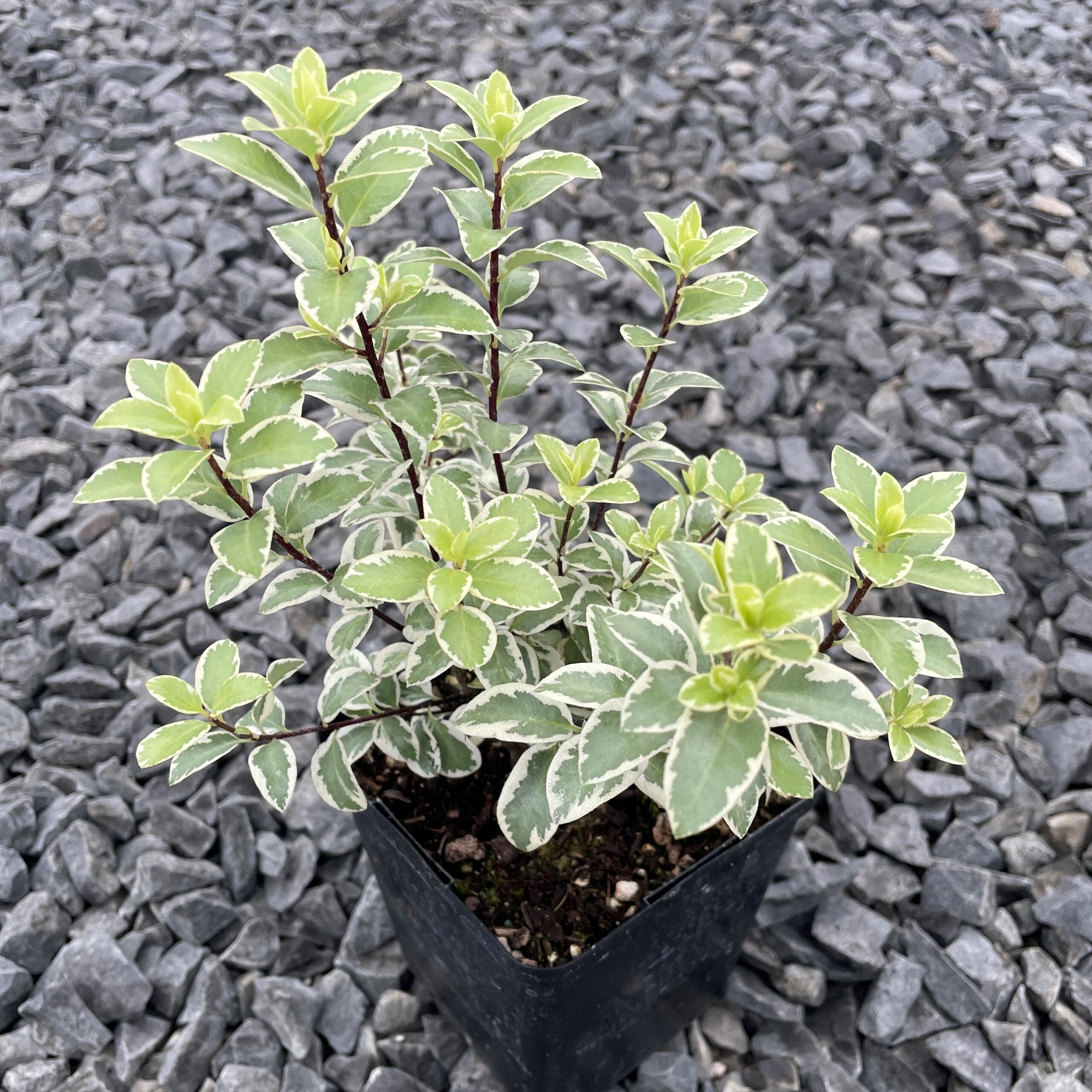 Pittosporum tenuifolium 'Marjorie Channon' - Variegated Kohuhu (4.5" Pot) - Image 4