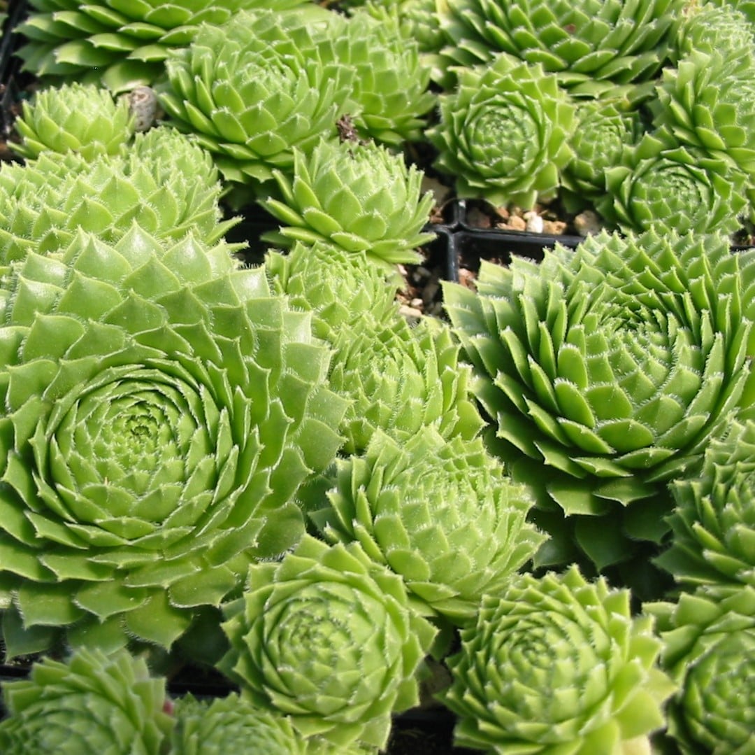 Sempervivum 'Green Wheel' - Hens & Chicks (3.5" Pot)