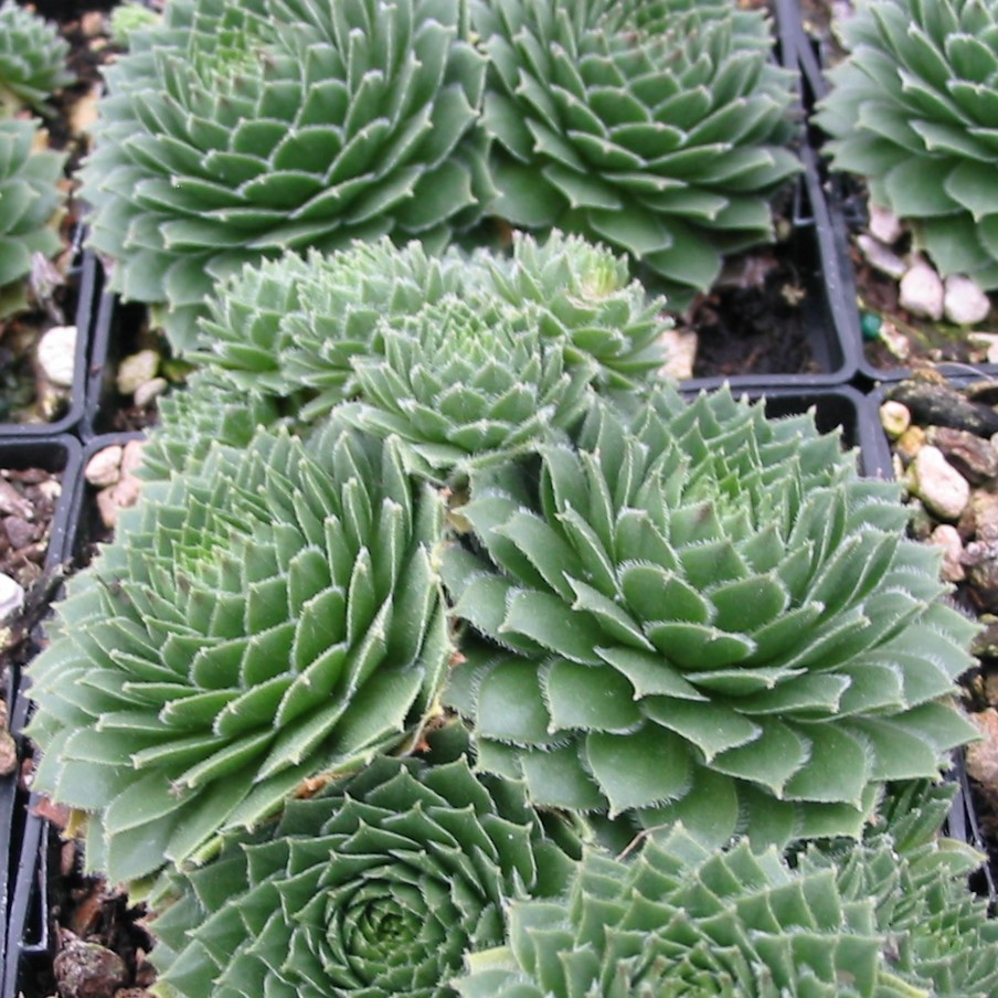 Sempervivum 'Green Wheel' - Hens & Chicks (3.5" Pot) - Image 2